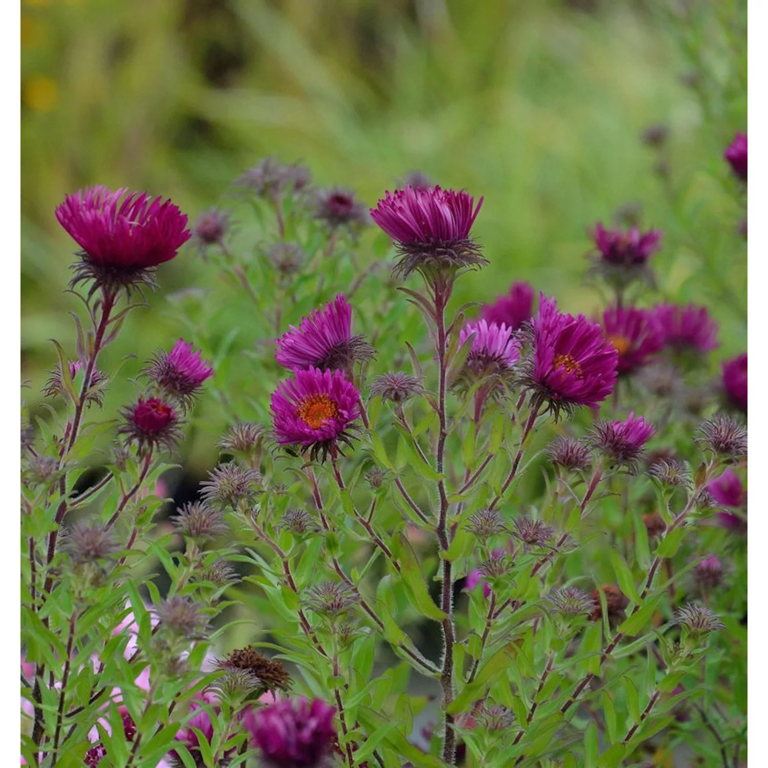 Rauhblattaster Septemberrubin - Aster novae angliae günstig online kaufen