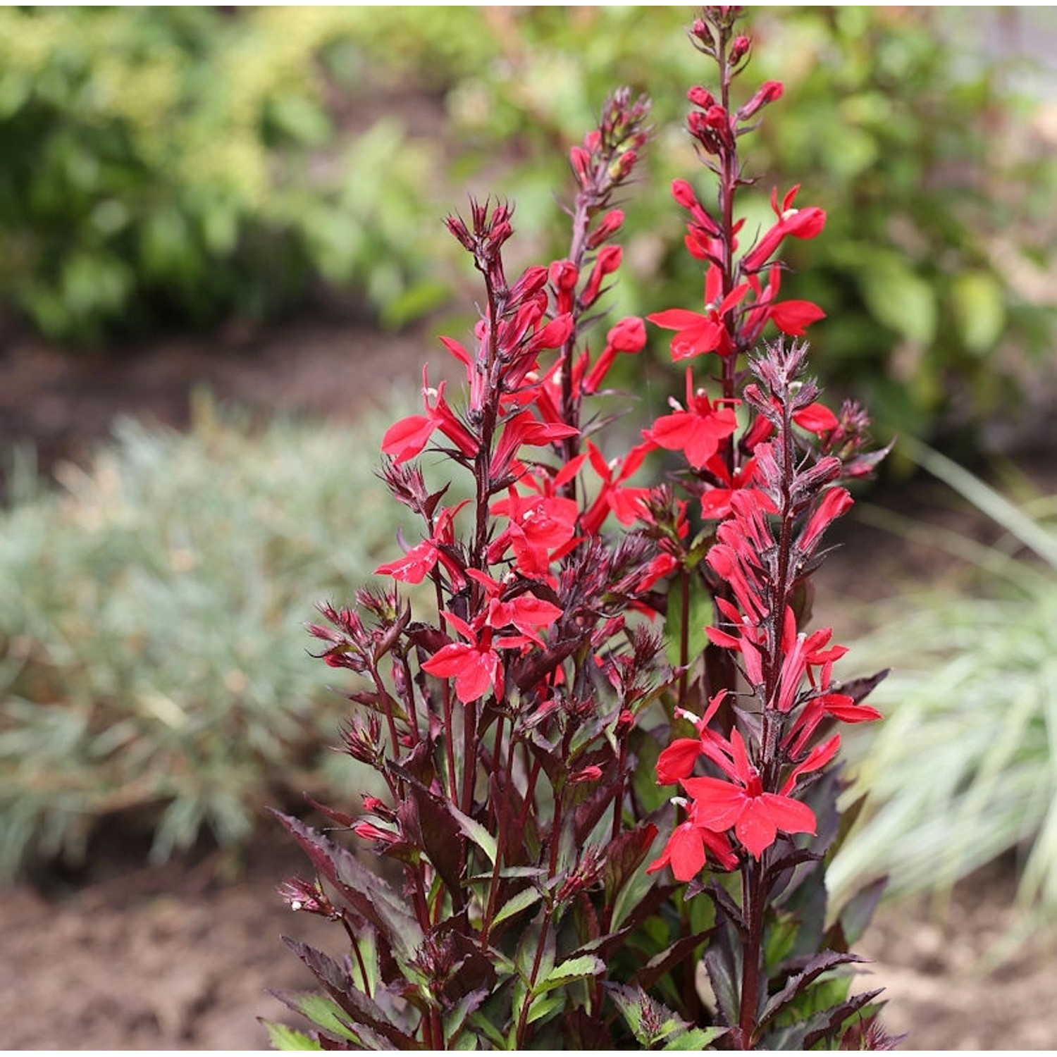 Lobelie Elmsfeuer - Lobelia splendens günstig online kaufen