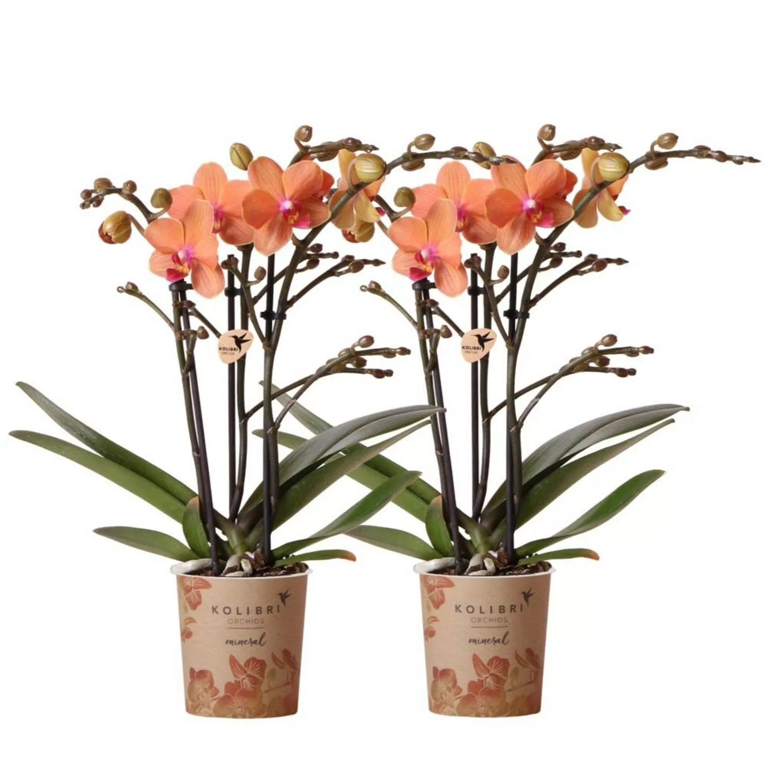 Kolibri Orchids Combi Deal von 2 Orange Phalaenopsis Orchideen Bozen Topfgr günstig online kaufen