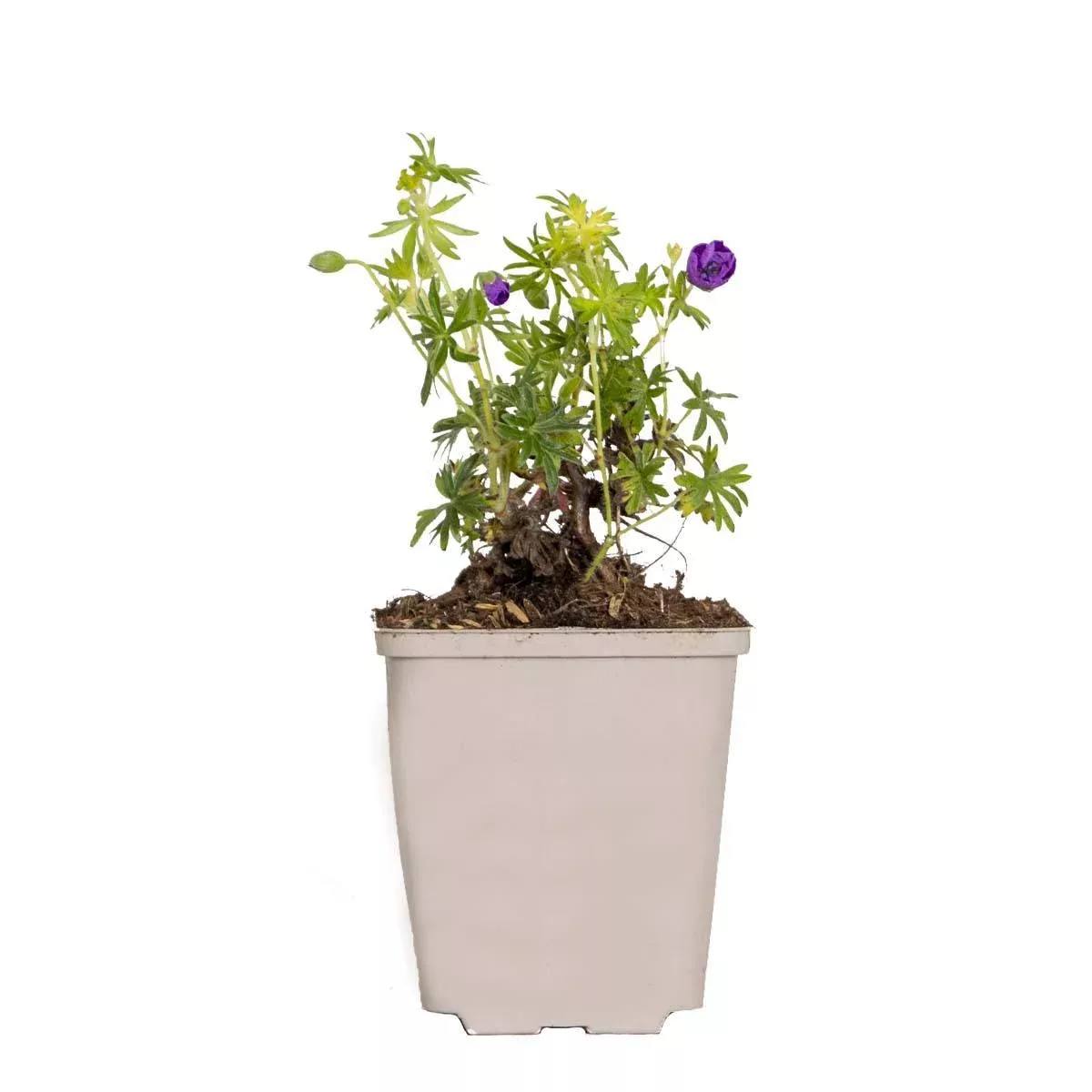 Casa Caron | Geranium Sanguineum günstig online kaufen