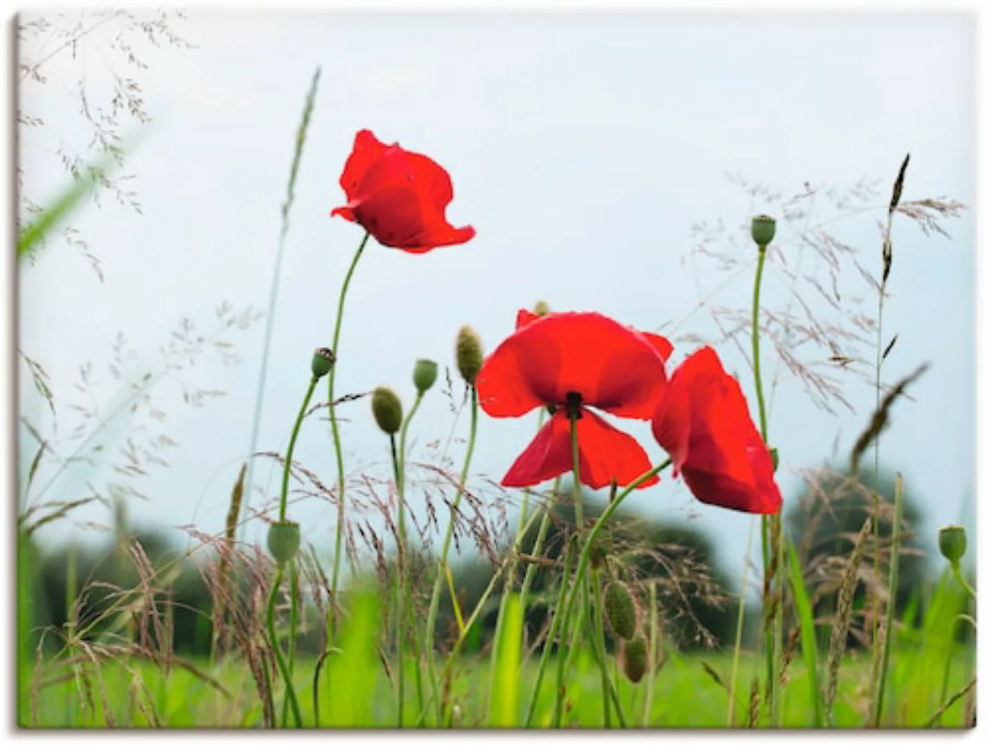 Artland Leinwandbild »Mohnblumen I«, Blumen, (1 St.), auf Keilrahmen gespan günstig online kaufen