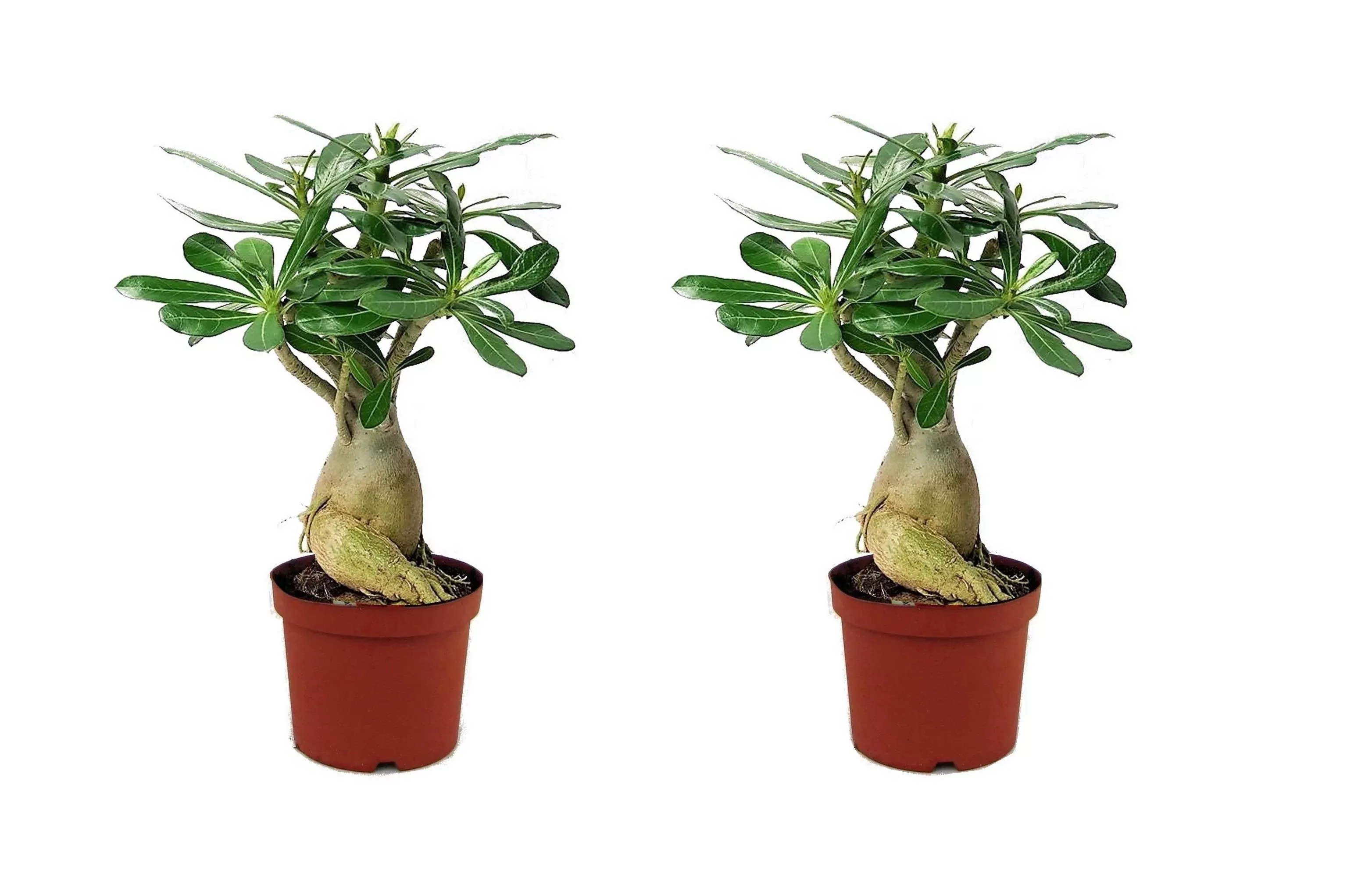 Perfect Plant | 2er Set Adenium Desert Rose Zimmerpflanzen günstig online kaufen