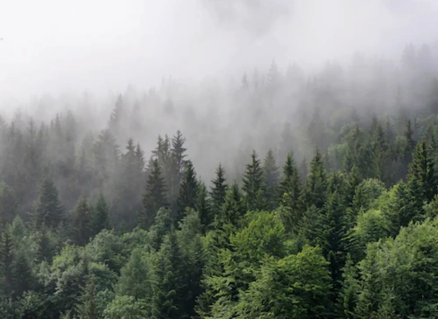 Fototapete Landschaft Wald Grün Grau 3,50 m x 2,55 m FSC® günstig online kaufen