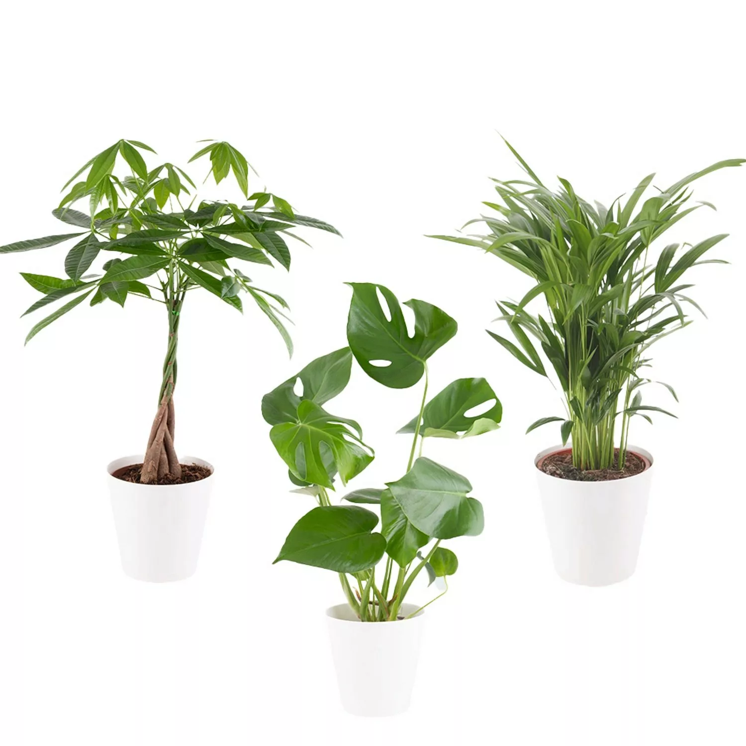 Luftreinigendes Trio Zimmerpflanzen Monstera Glückskastanie Areca ca. 50-60 günstig online kaufen