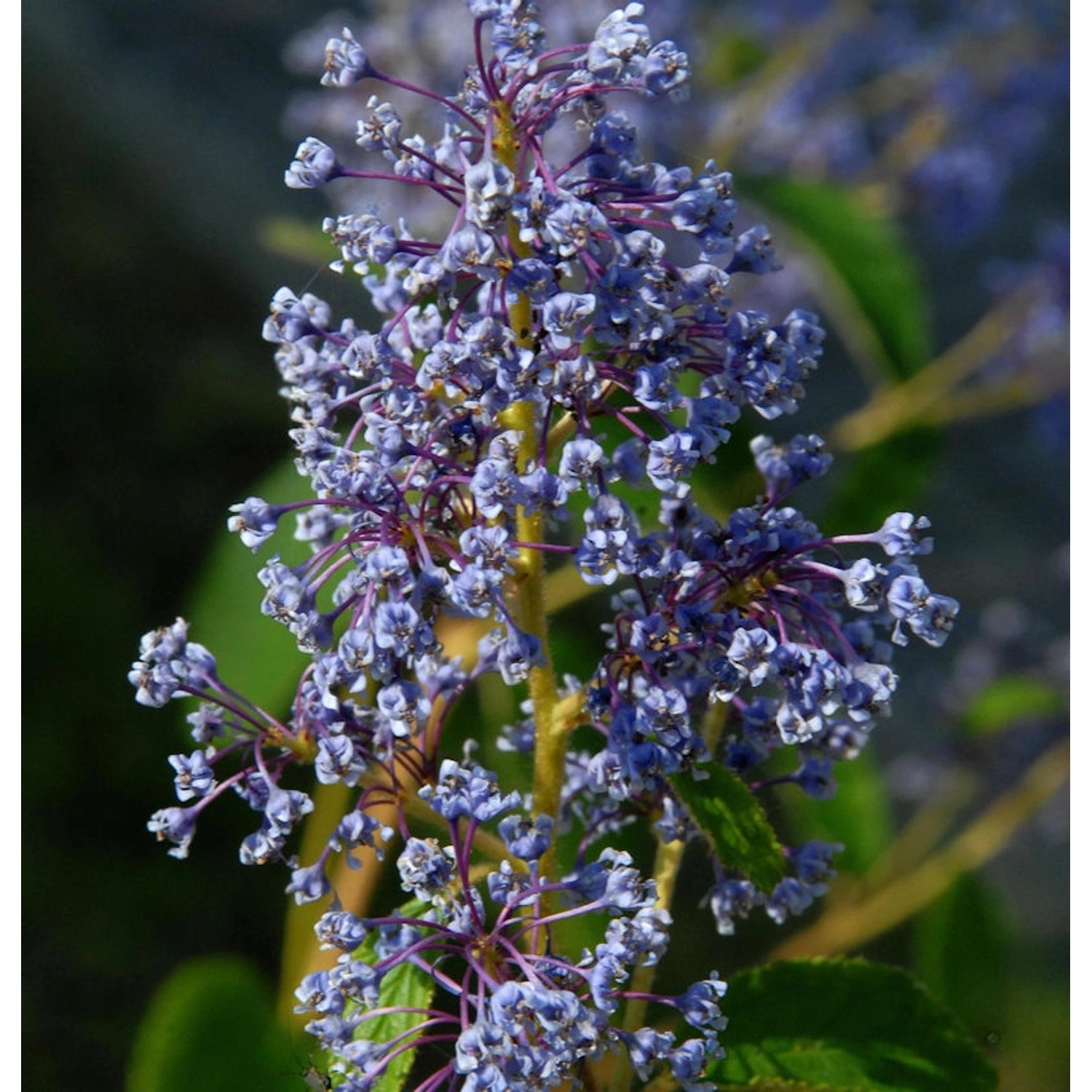 Säckelblume Henry Desfosse 30-40cm - Ceanothus delilianus günstig online kaufen