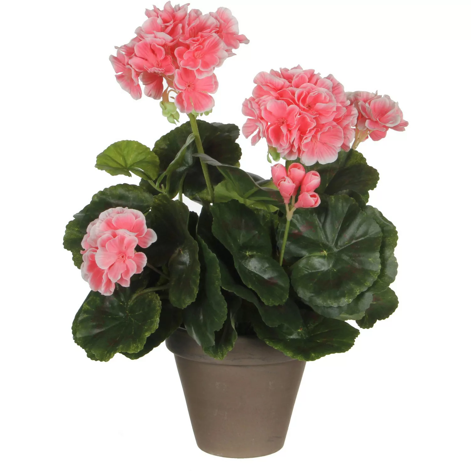 Mica Decorations Geranium Rosa-Weiß Höhe 34 cm Ø 20 cm im Topf Stan Grau günstig online kaufen