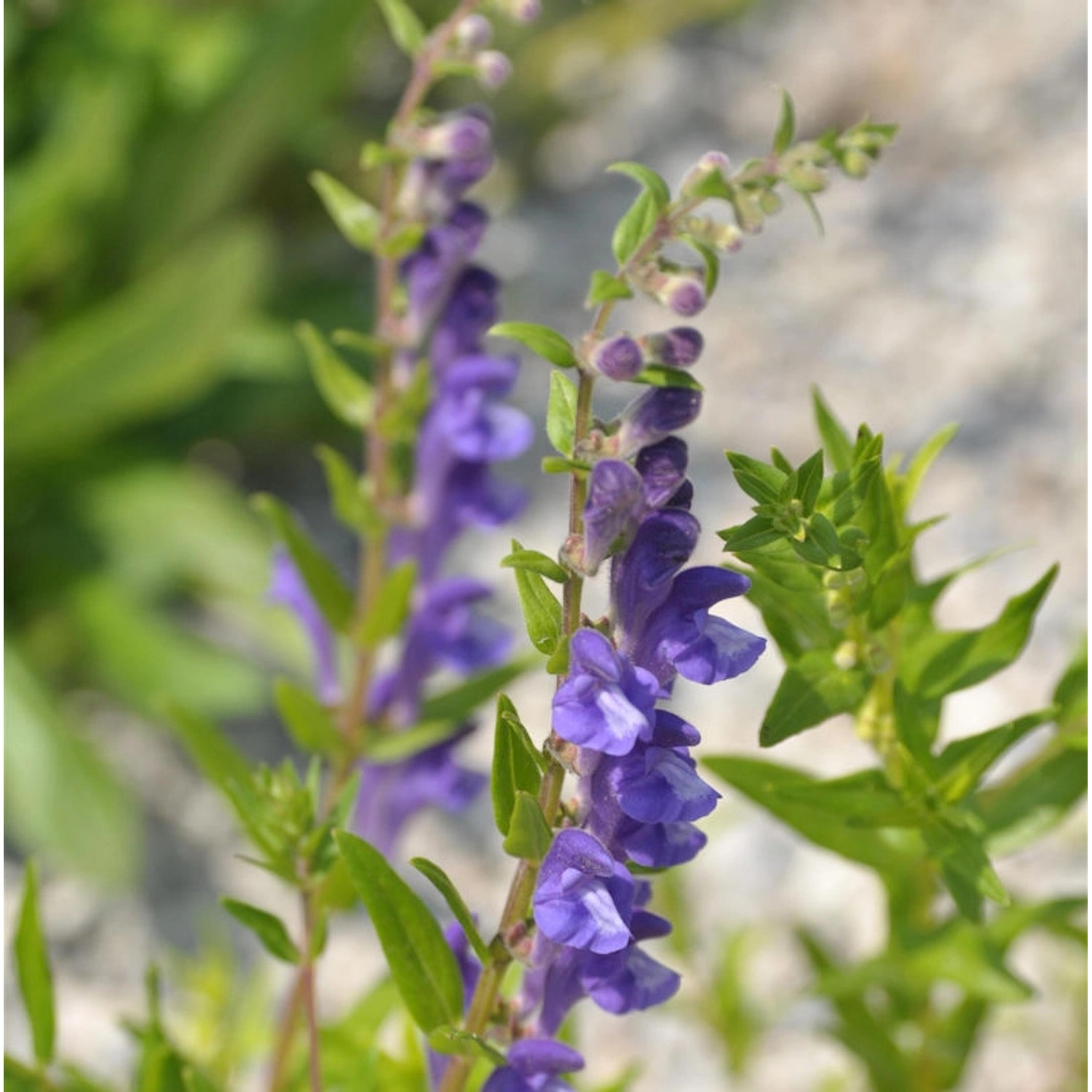 Baikal Helmkraut - Scutellaria baicalensis günstig online kaufen