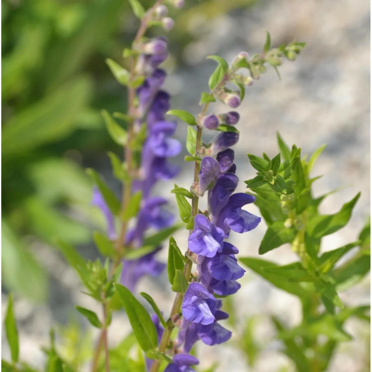 Baikal Helmkraut - Scutellaria baicalensis günstig online kaufen
