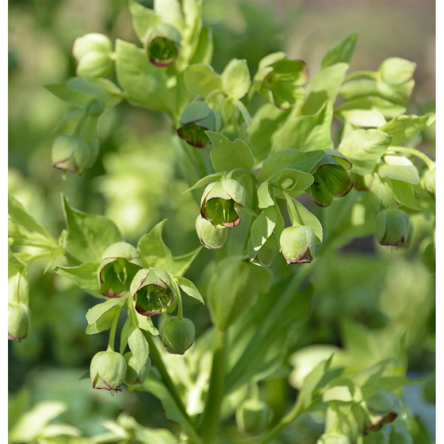 Stinkender Nieswurz . Helleborus foetidus günstig online kaufen