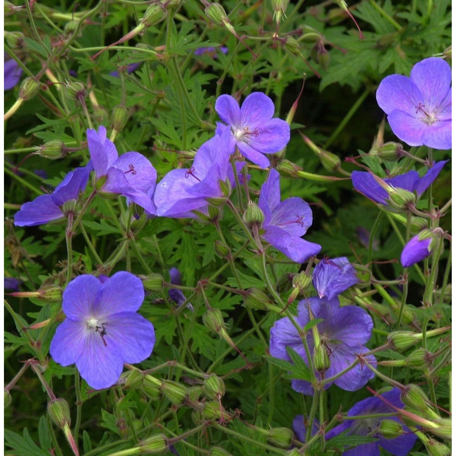 Pracht Storchschnabel Blue Blood - Geranium magnificum günstig online kaufen