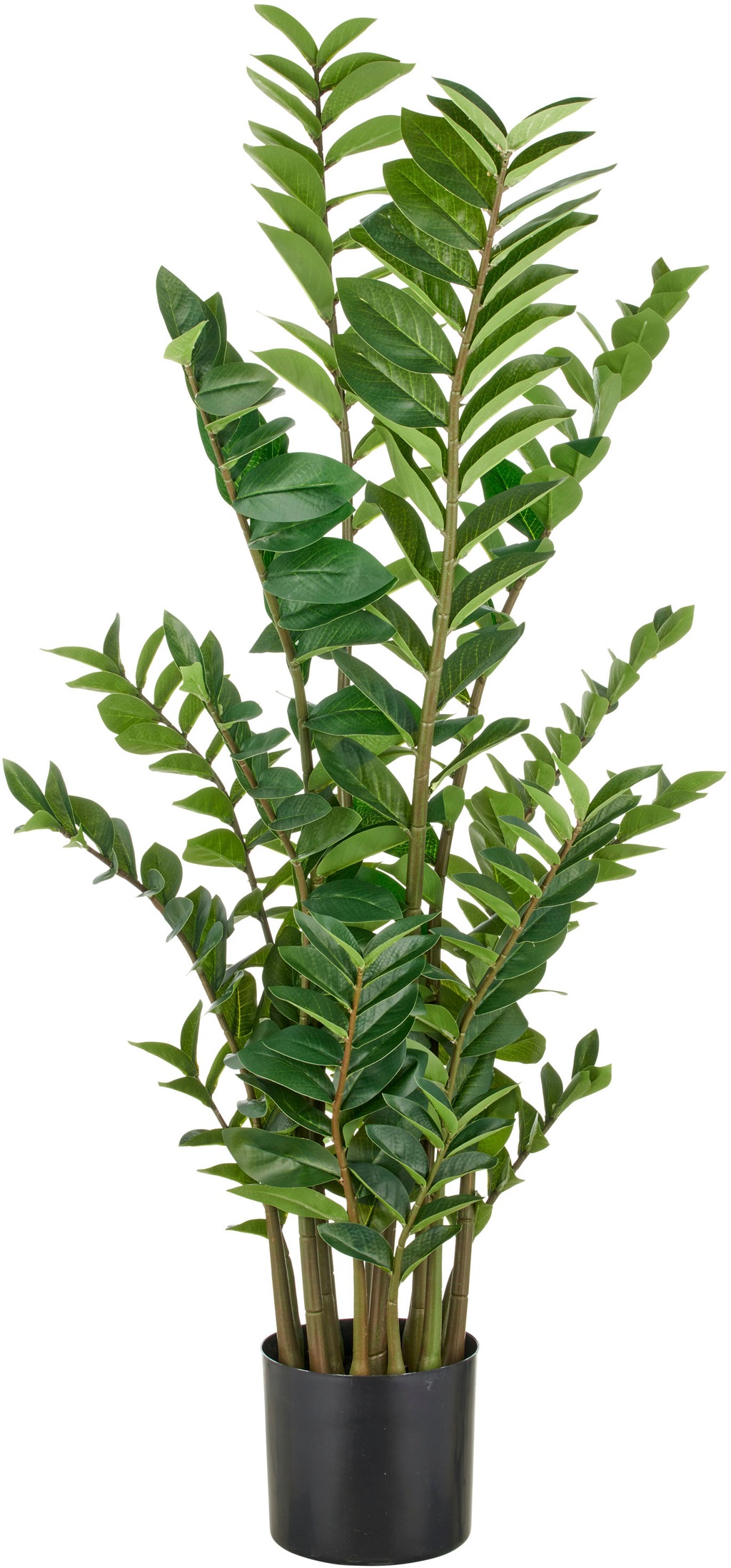 Creativ green Kunstpflanze "Zamifolia", mit detailgetreuer Gestaltung günstig online kaufen