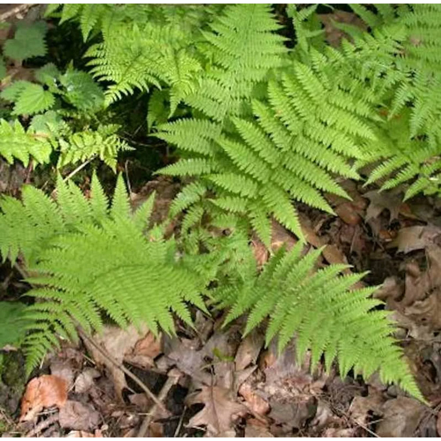 Wald Frauenfarn - großer Topf - Athyrium filix femina günstig online kaufen