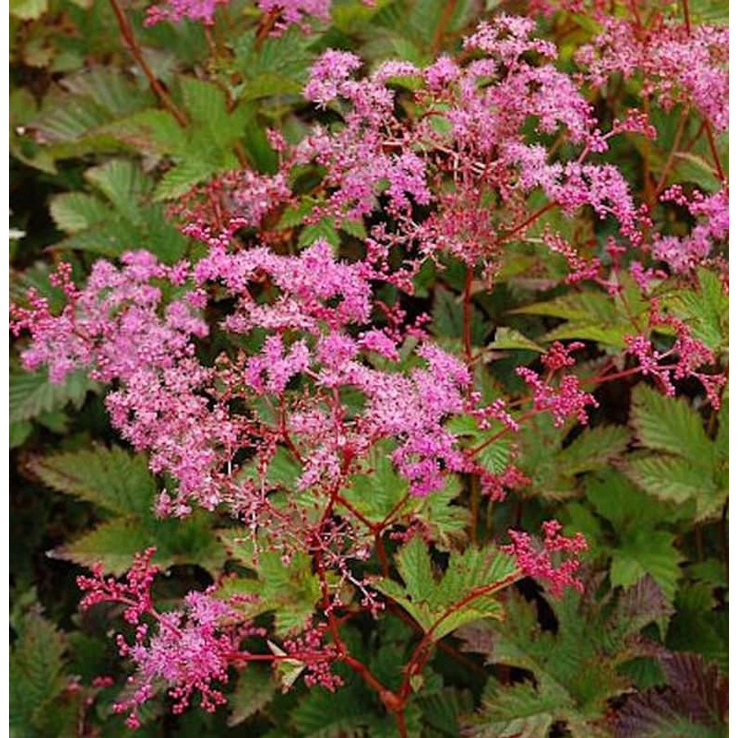 Scheinspiere Kahome - Filipendula palmata günstig online kaufen