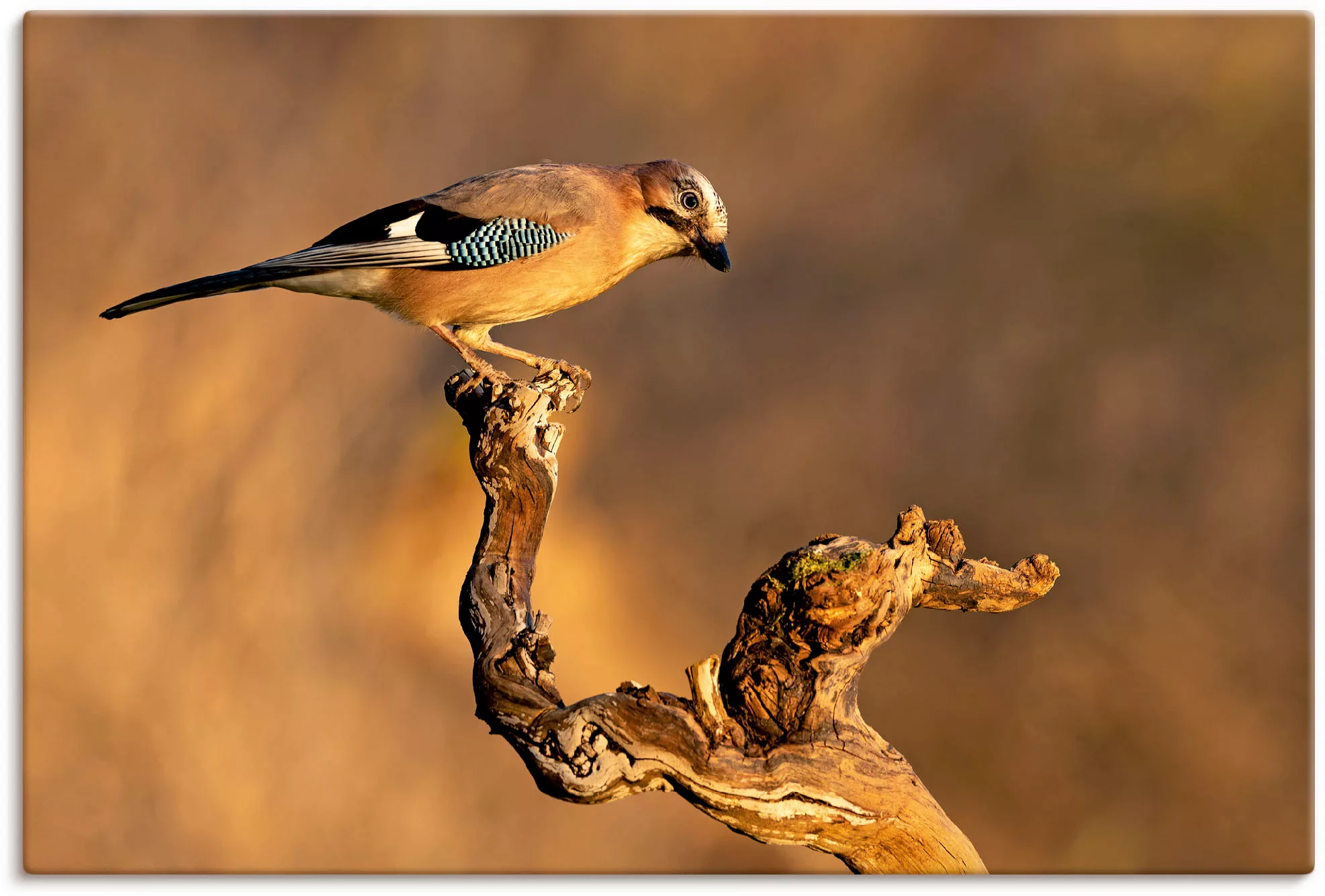 Artland Wandbild "Eichelhäher", Vogelbilder, (1 St.) günstig online kaufen