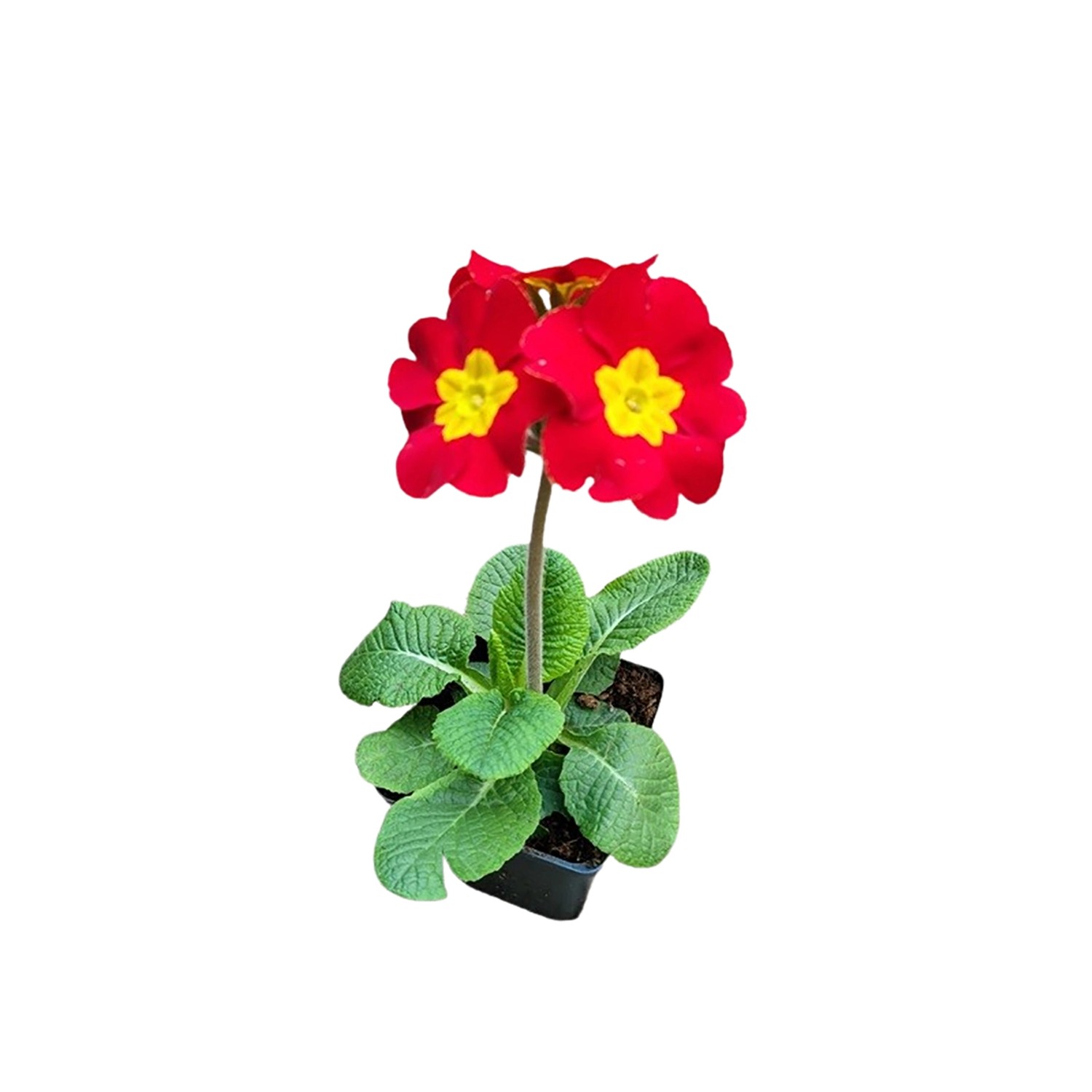 GROW by OBI Garten-Schlüsselblume Goldnugget Rot Topf-Ø ca. 9 x 9 cm Primul günstig online kaufen