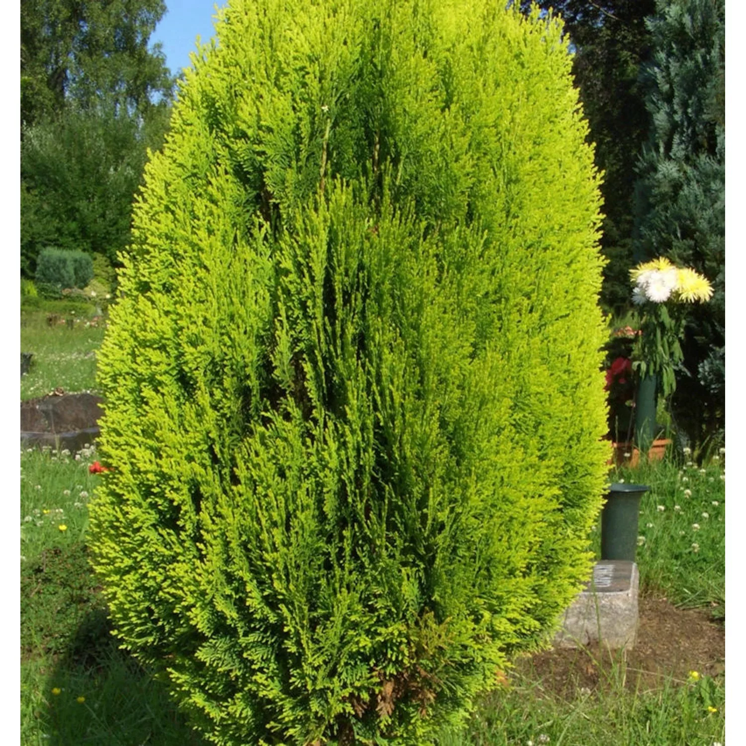 Lebensbaum Totem Smaragd 30-40cm - Thuja occidentalis günstig online kaufen