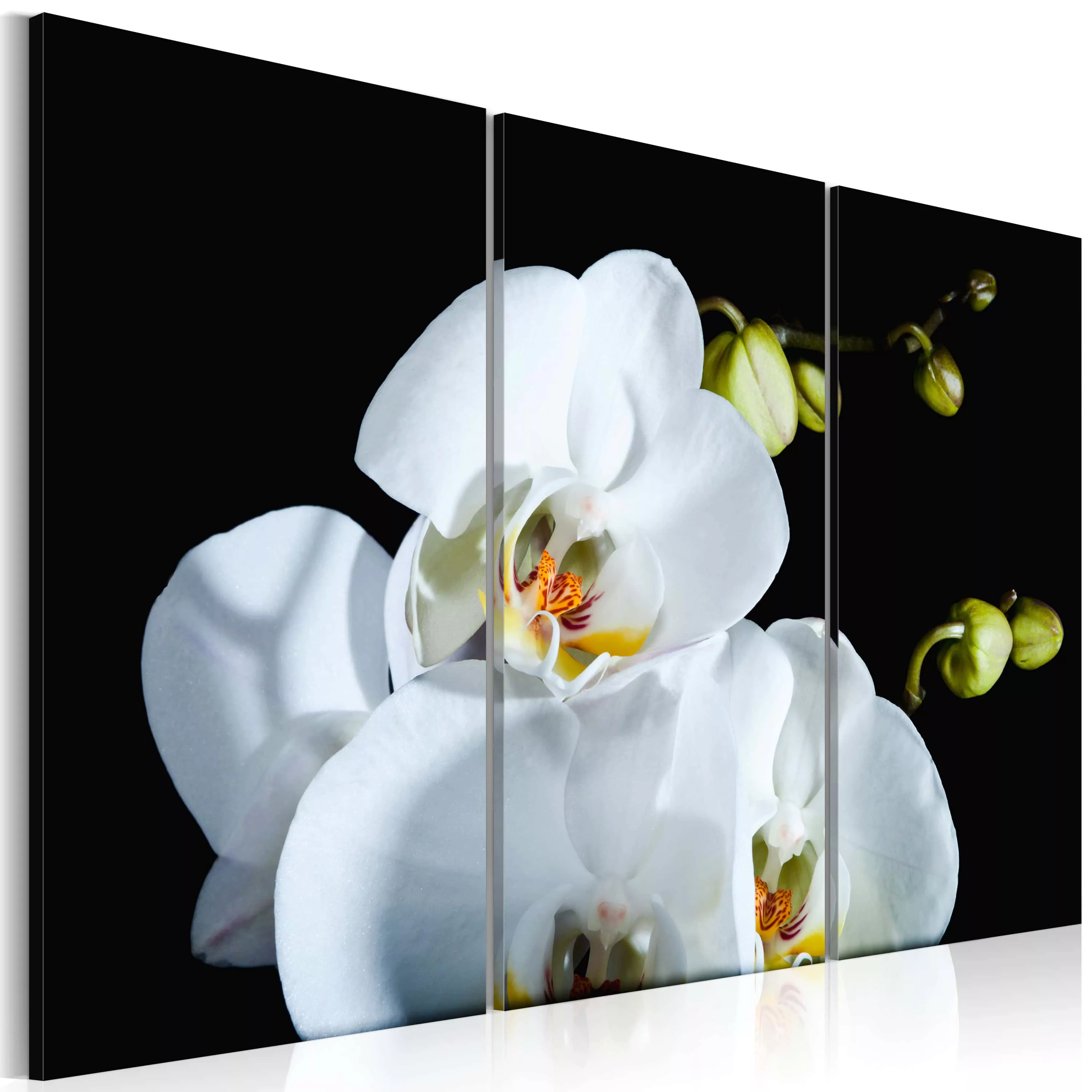 Wandbild - Schneeweiße Orchidee günstig online kaufen