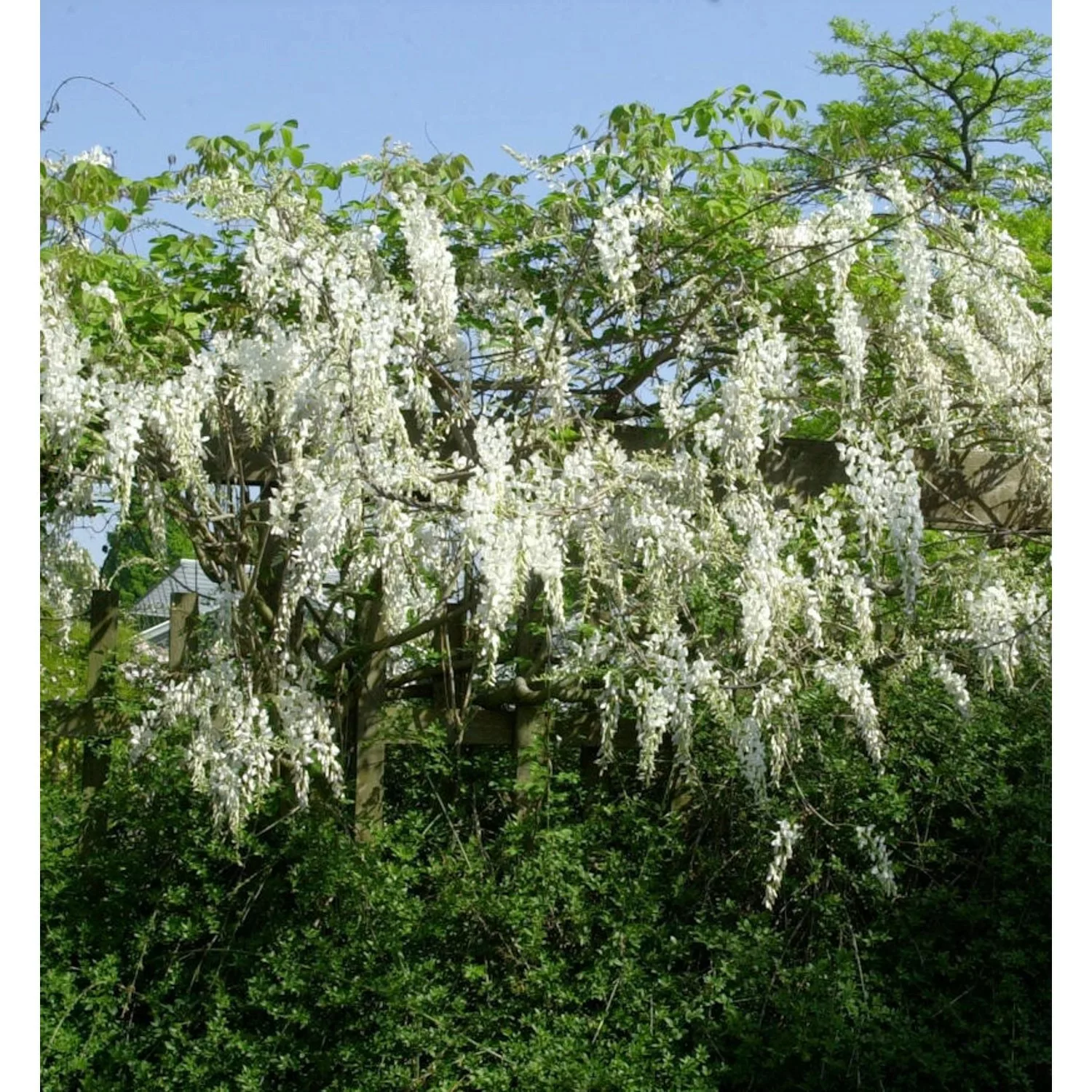 Edelblauregen Clara Mack 60-80cm - Wisteria floribunda günstig online kaufen