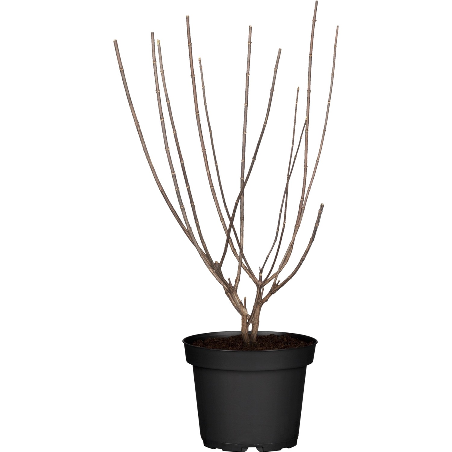 Rispenhortensie Switch Höhe ca. 50 - 60 cm Topf ca. 6 l günstig online kaufen