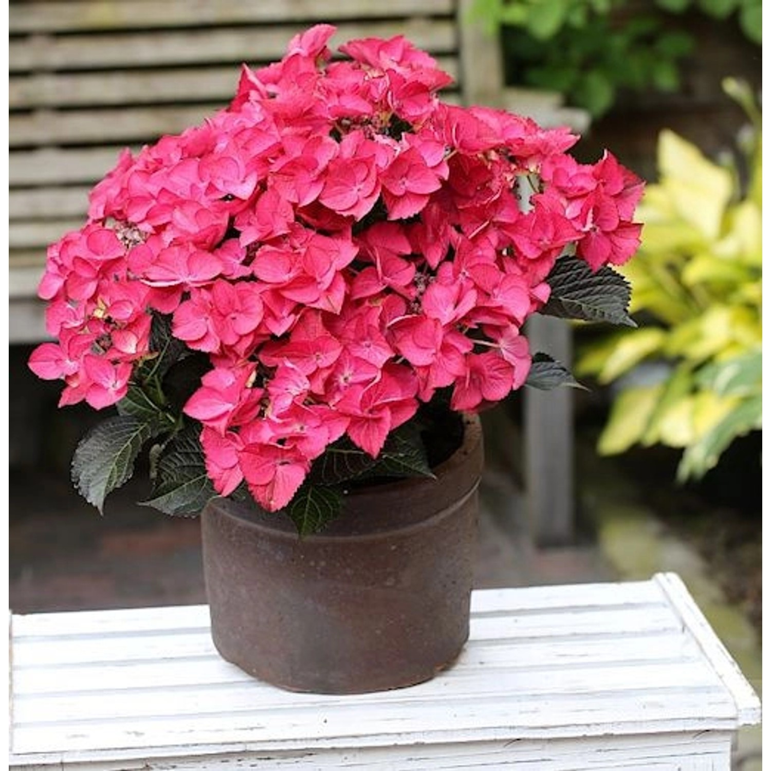 Bauernhortensie Dark Angel 30-40cm - Hydrangea macrophylla günstig online kaufen