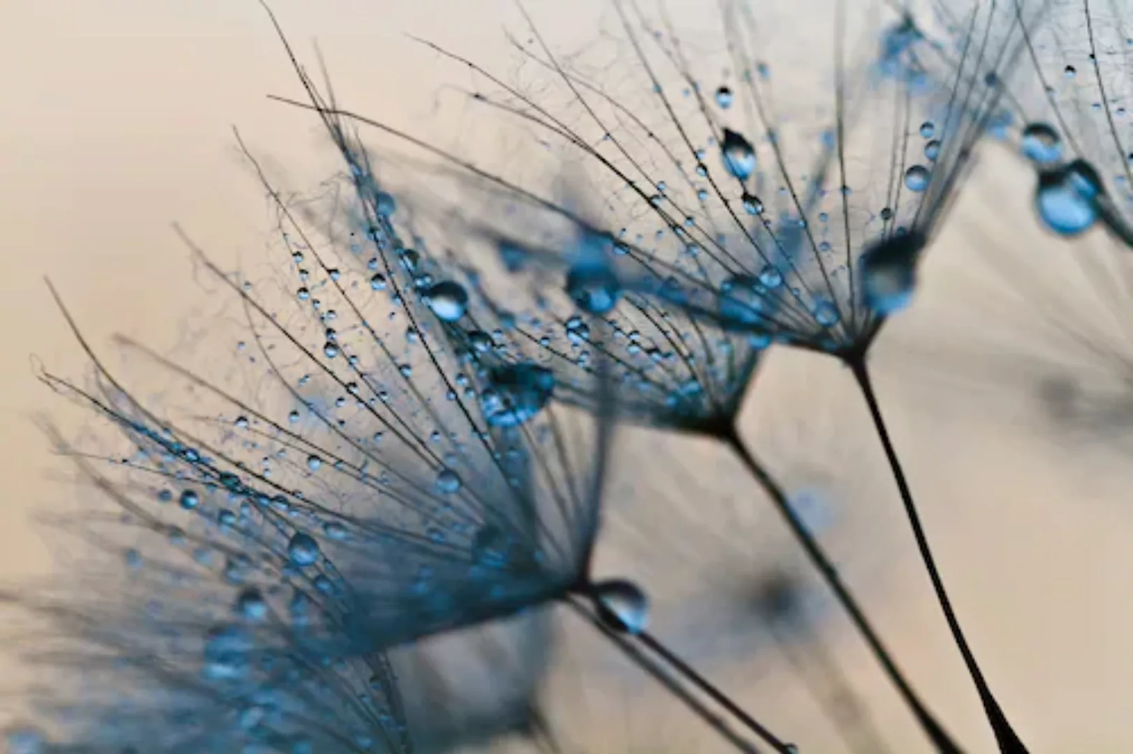 Papermoon Fototapete »Abstract Dandelions« günstig online kaufen