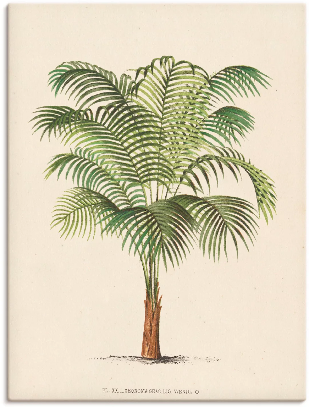 Artland Wandbild »Palme II«, Pflanzen, (1 St.) günstig online kaufen