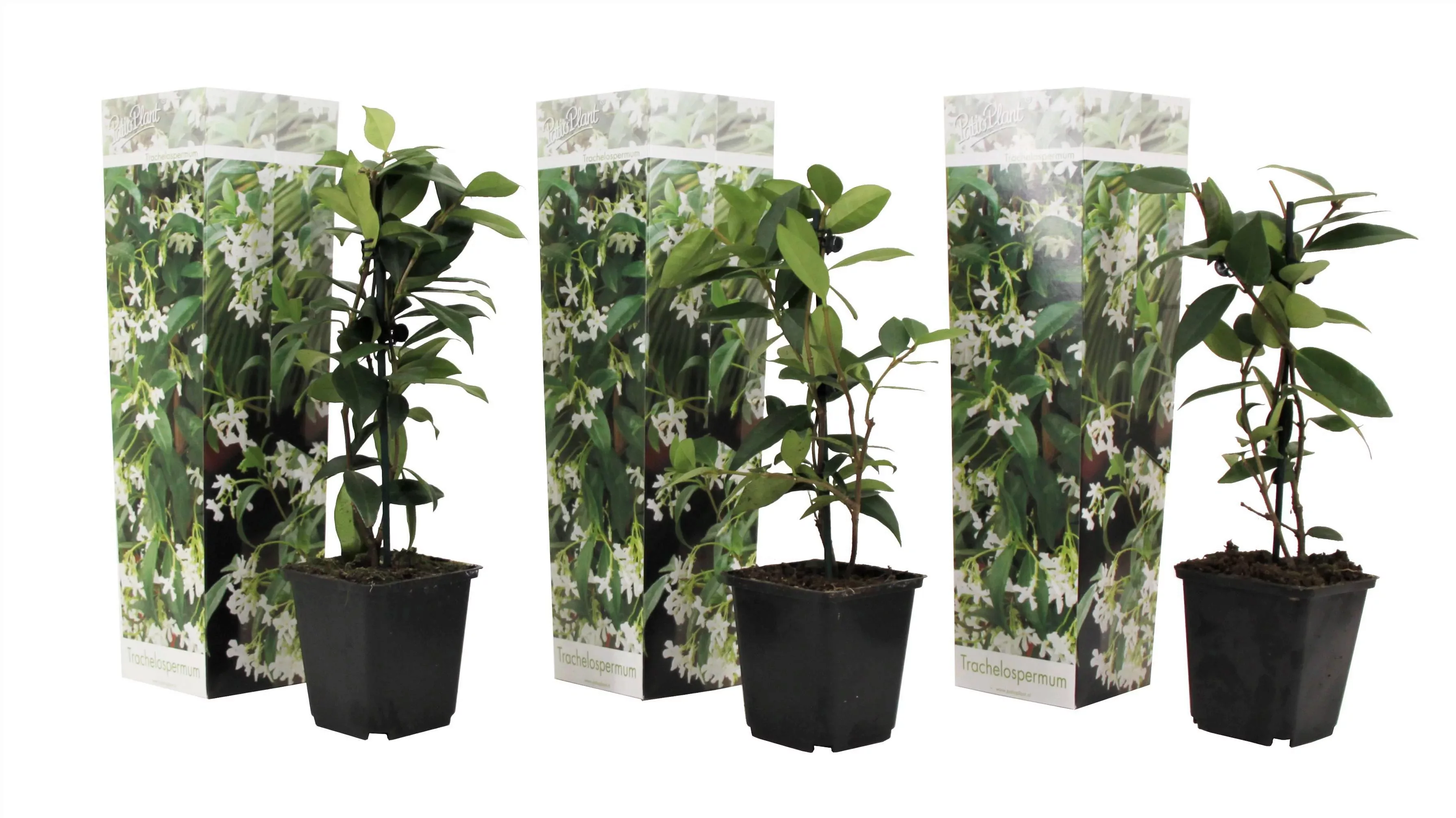 Perfect Plant | Set mit 3 Jasminpflanzen günstig online kaufen