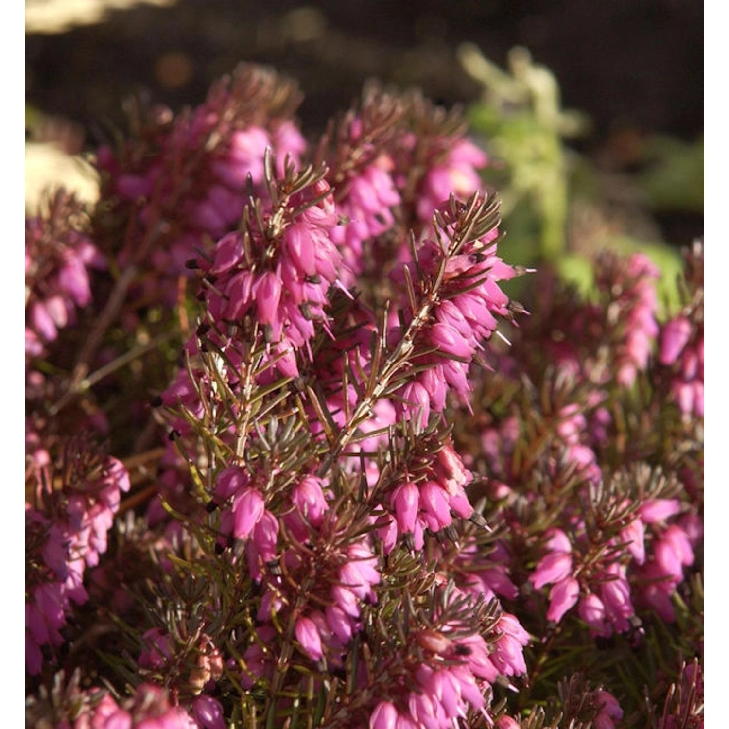 10x Winterheide Nathalie - Erica carnea günstig online kaufen