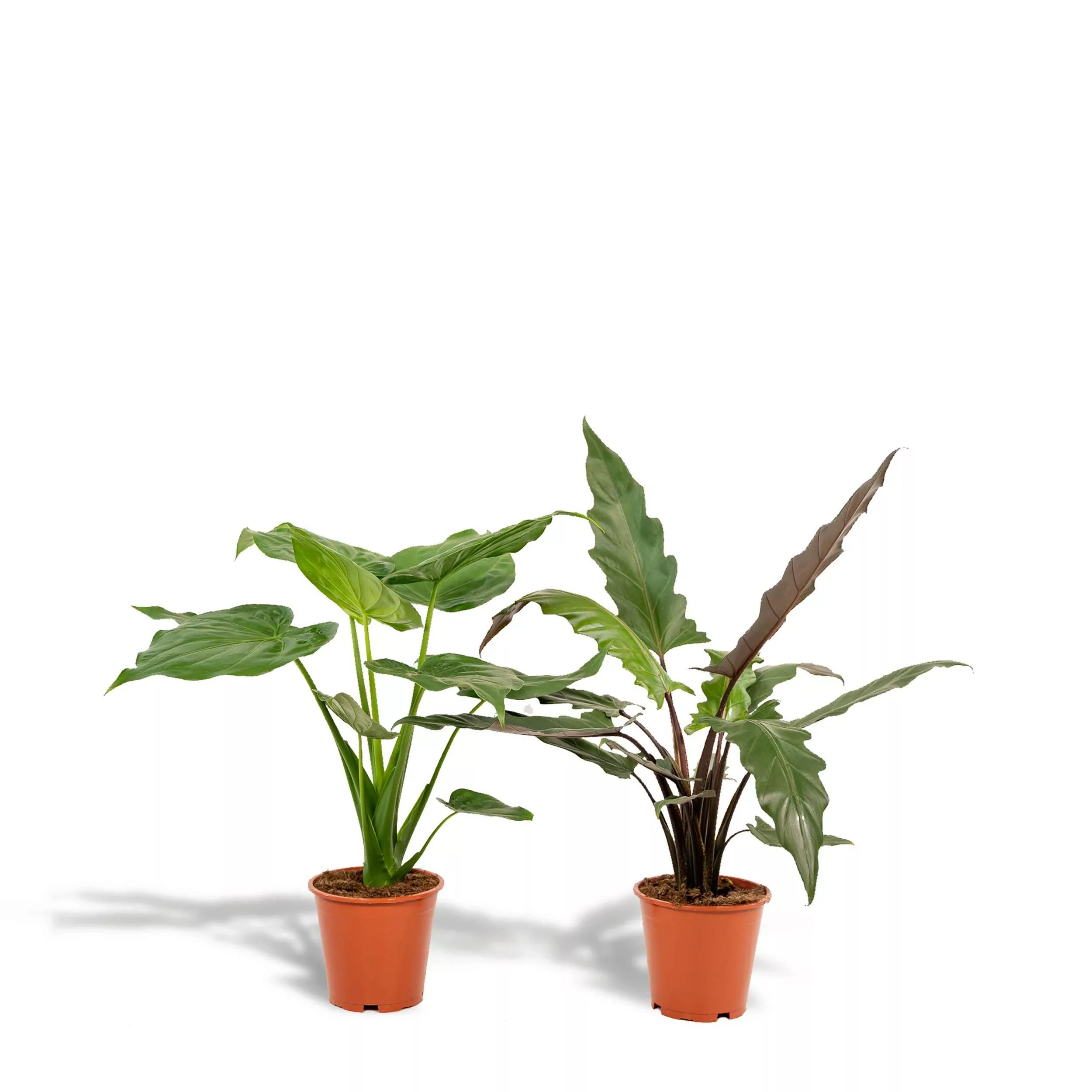 Hello Plants | Set mit 2 Alocasias - Cucullata & Lauterbachiana günstig online kaufen