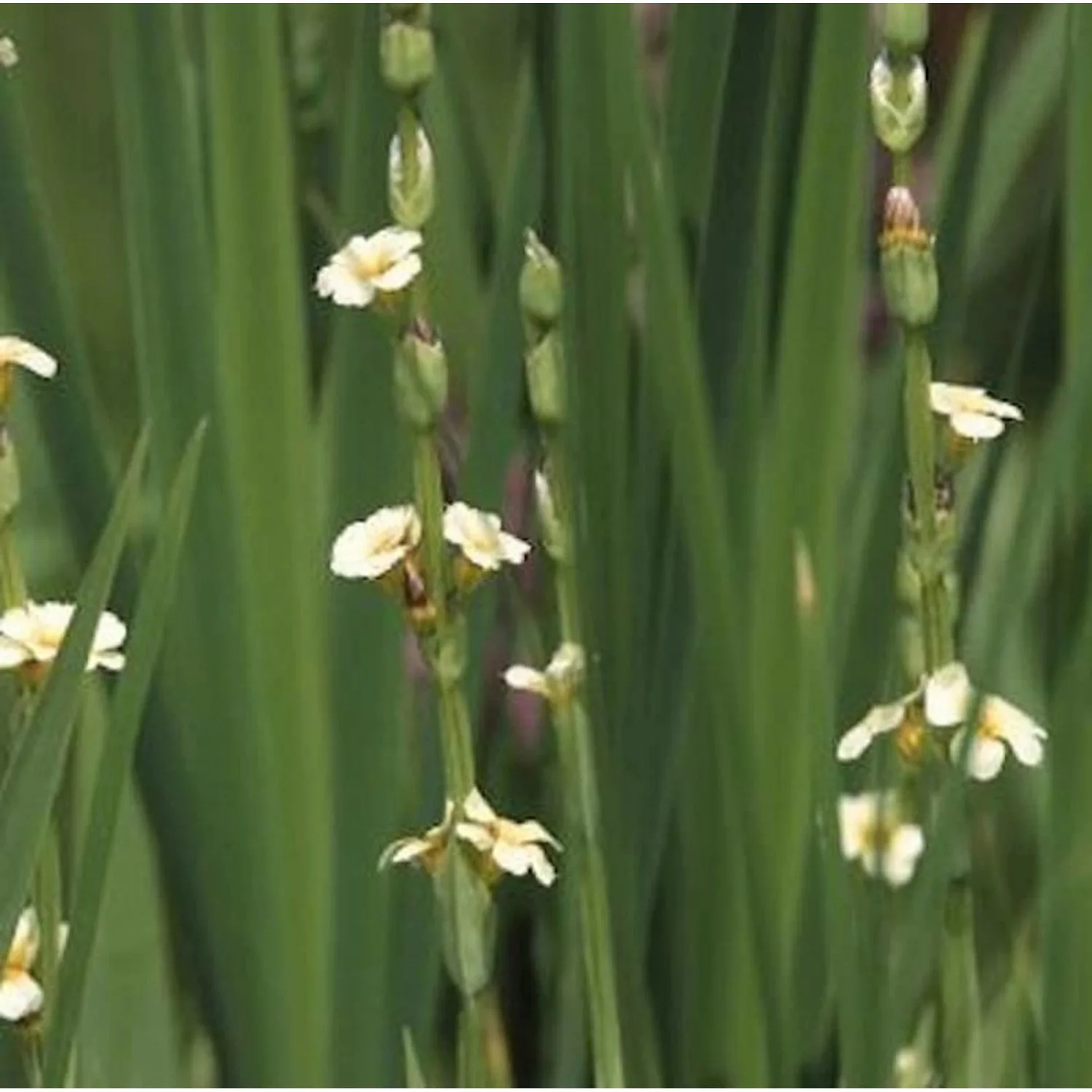 Große Binsenlilie - Sisyrinchium striatum günstig online kaufen