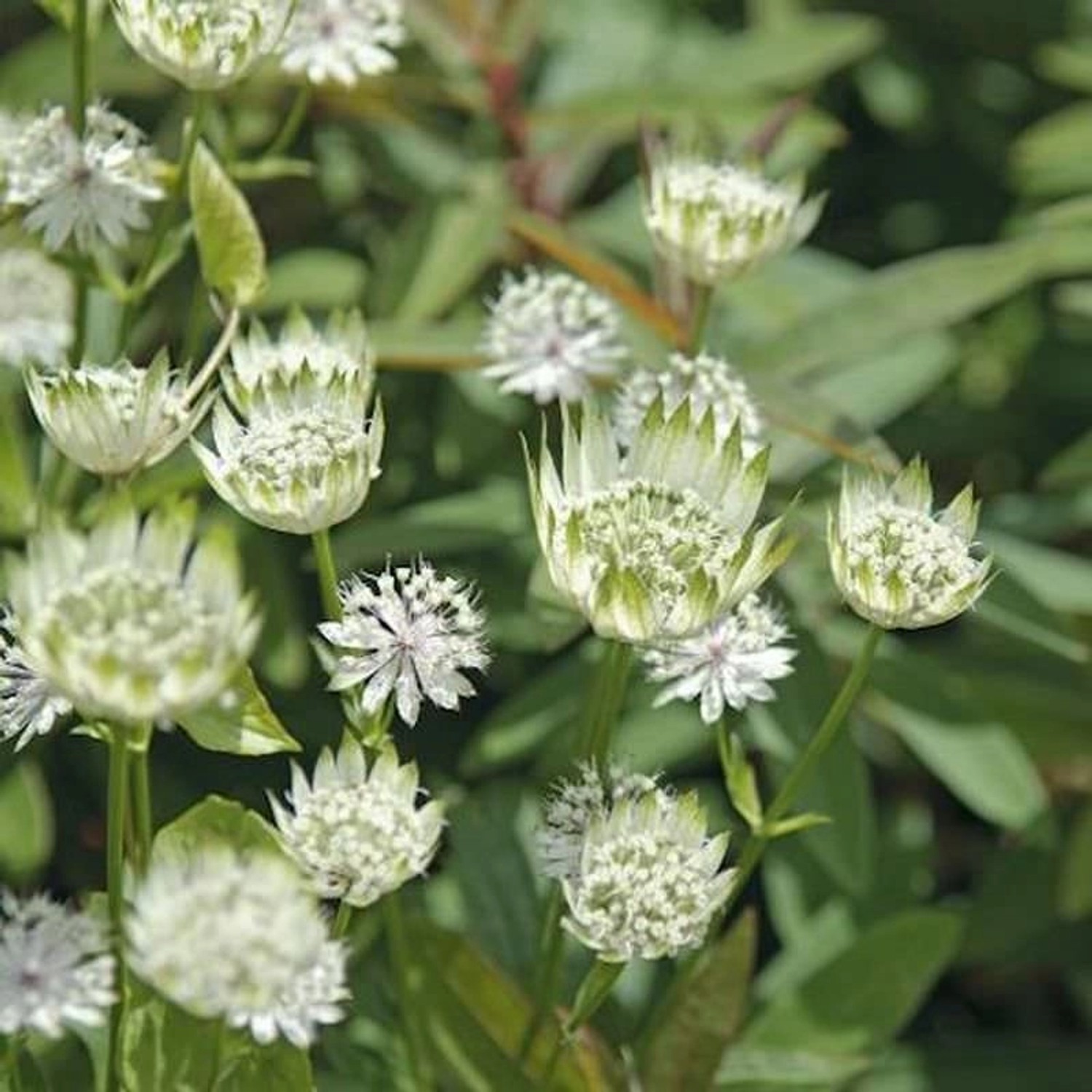 Sterndolde - Astrantia major günstig online kaufen