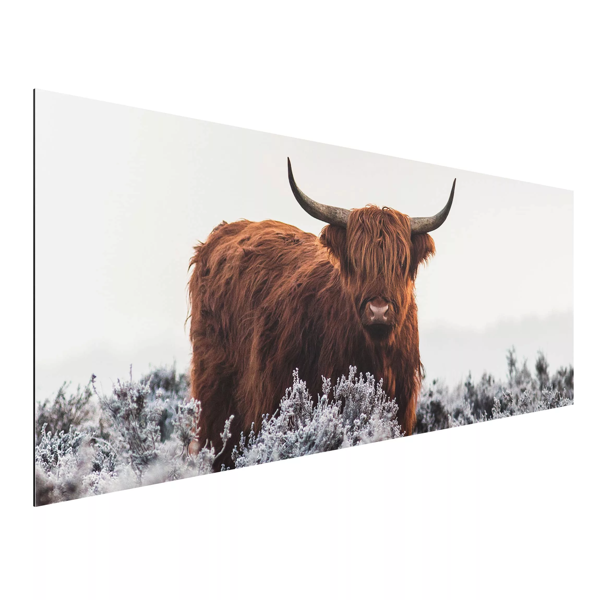 Alu-Dibond Bild Tiere - Panorama Bison in den Highlands günstig online kaufen