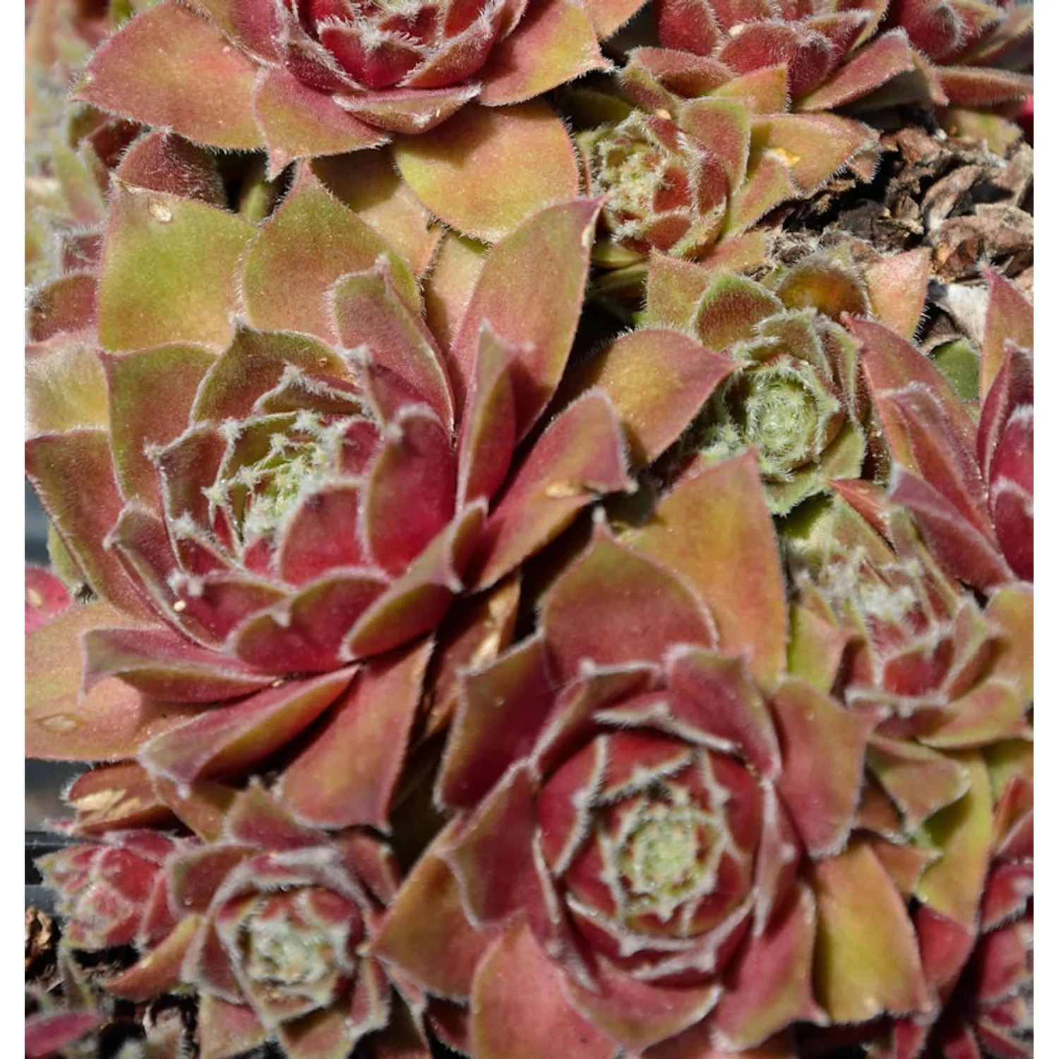 Dachwurz Bernstein - Sempervivum cultorum günstig online kaufen