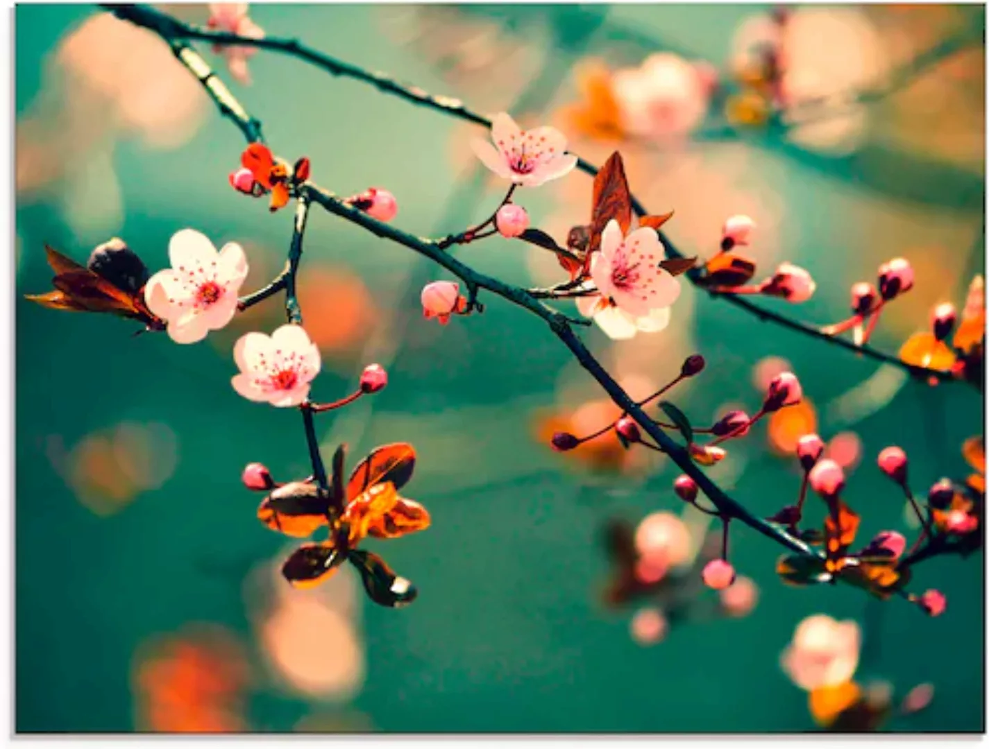 Artland Glasbild »Japanische Kirsch Sakura Blumen«, Blumen, (1 St.), in ver günstig online kaufen