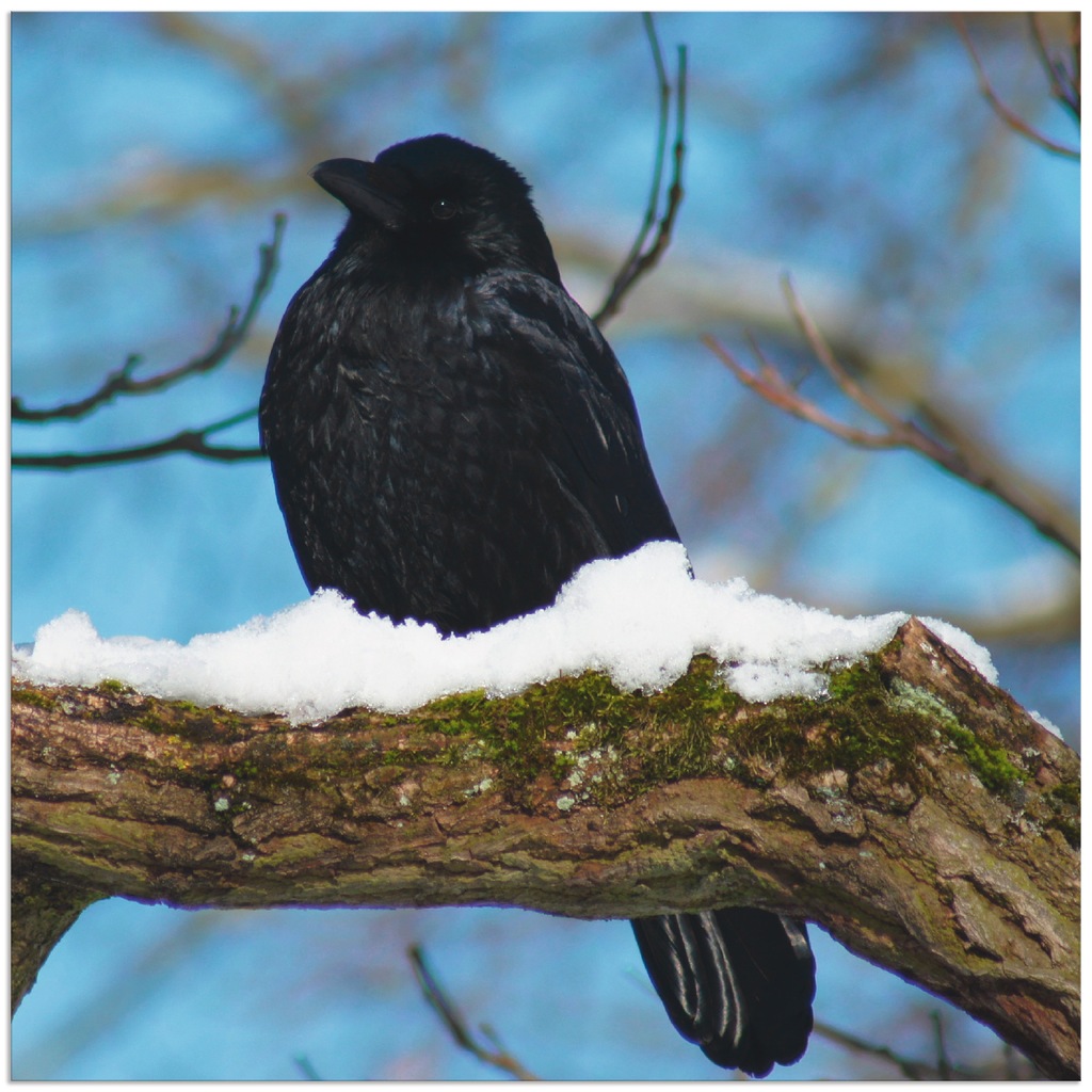 Artland Alu-Dibond-Druck "Rabe im Winter", Vögel, (1 St.), für Innen- und A günstig online kaufen