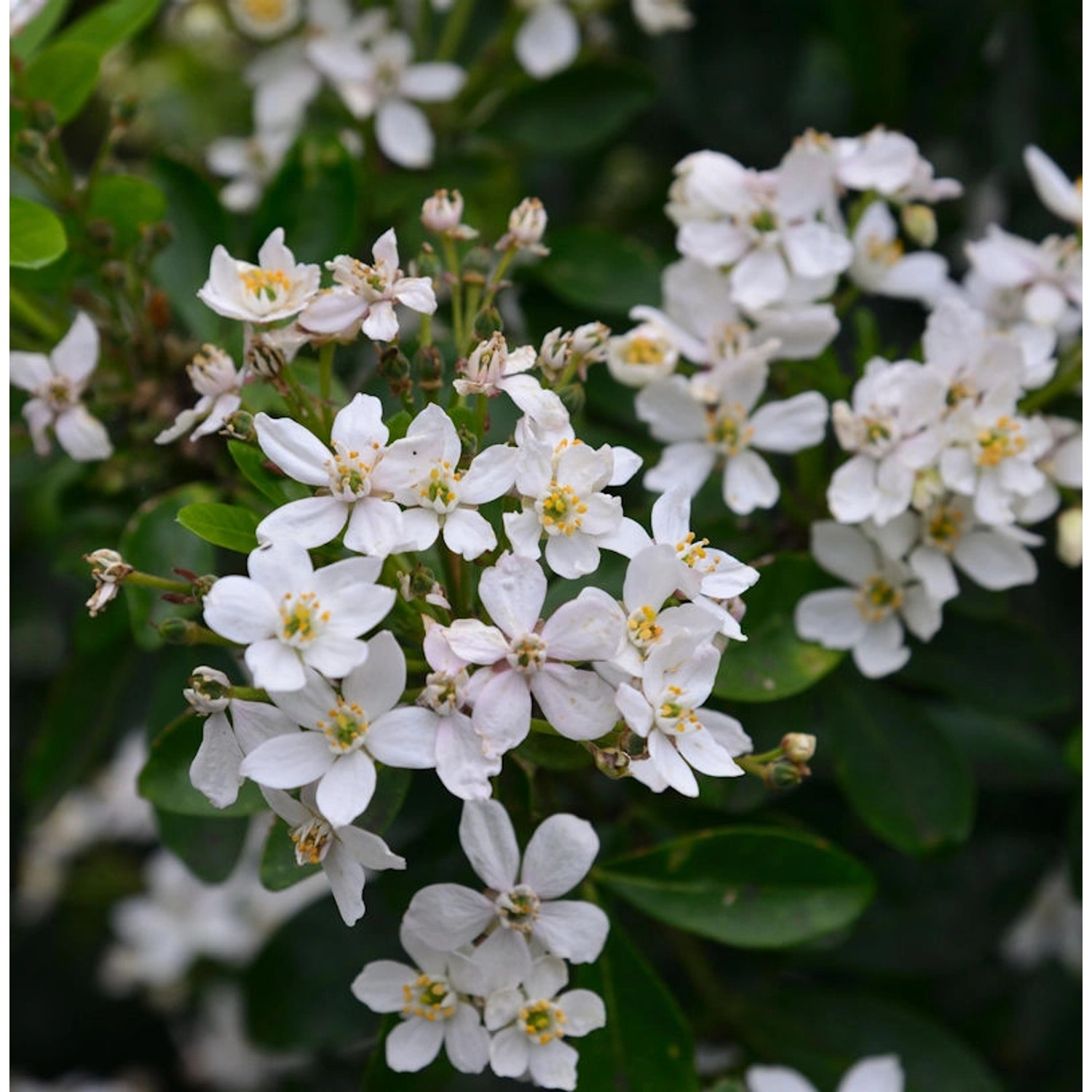 Orangenblume Greenfingers 25-30cm - Choisya ternata günstig online kaufen