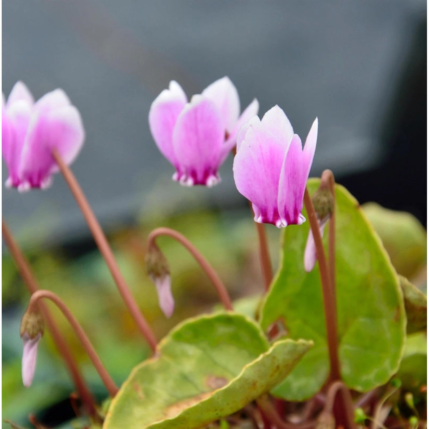 Frühlings Alpenveilchen Roseum - Cyclamen coum günstig online kaufen