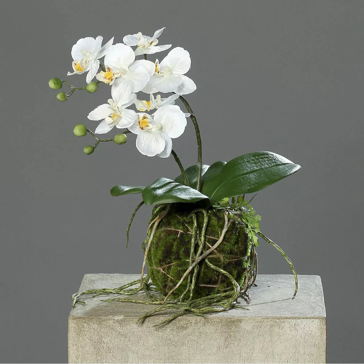 Kunstblume Orchidee mit Erdballen creme 31cm günstig online kaufen