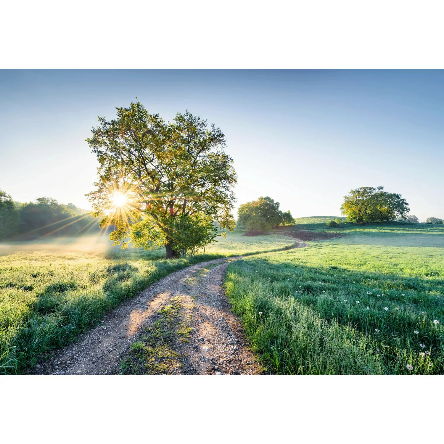 Komar Fototapete »Meadow Trail« günstig online kaufen