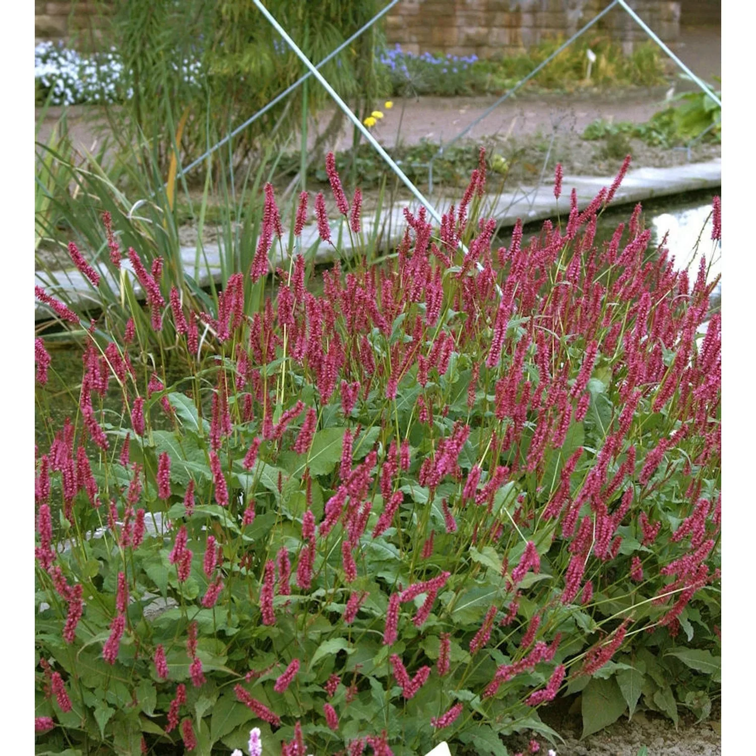 Kerzenknöterich Atropurpureum - Persicaria amplexicaulis günstig online kaufen