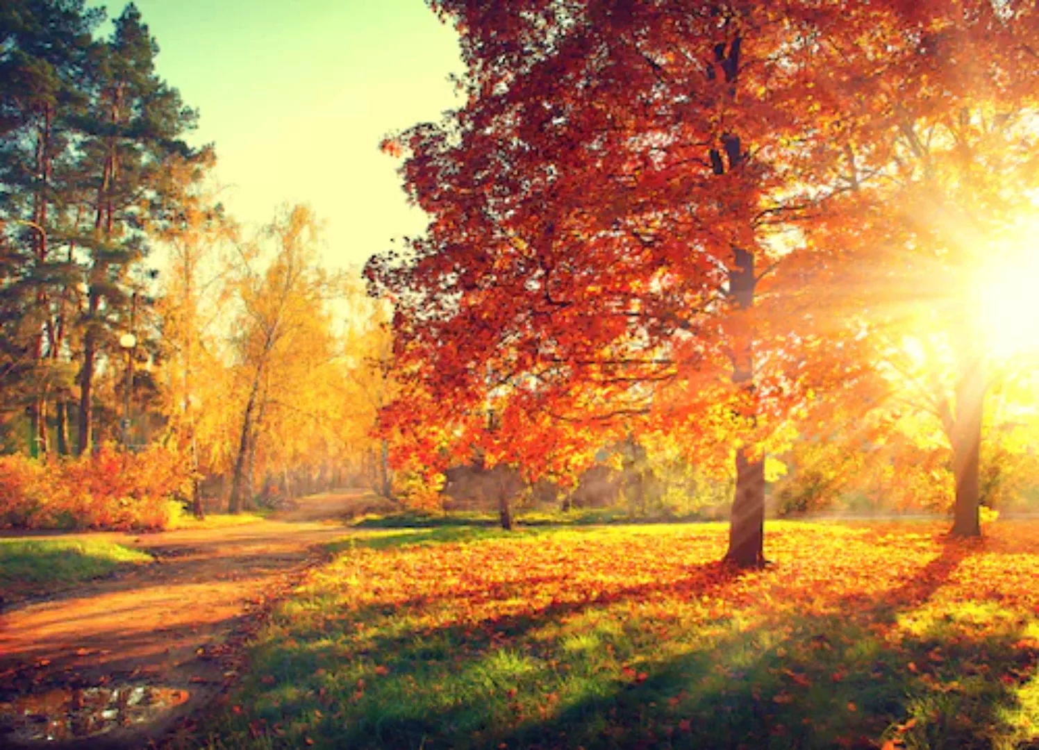 Papermoon Fototapete »Autumn Trees« günstig online kaufen