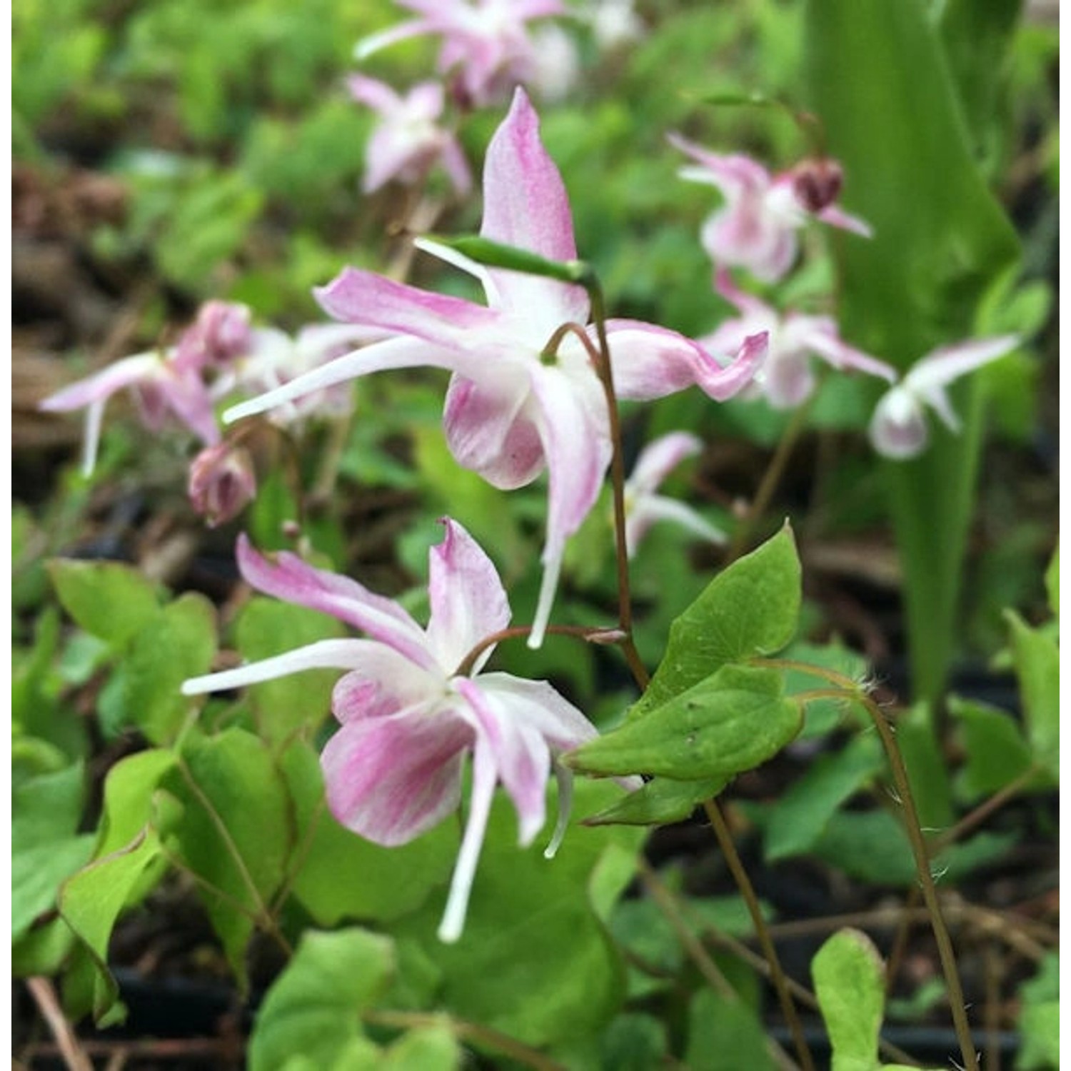 Zierliche Elfenblume Roseum - Epimedium youngianum günstig online kaufen