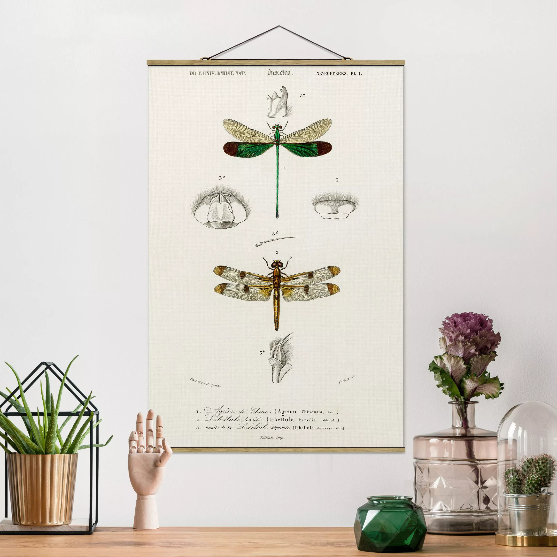 Stoffbild Tiere mit Posterleisten - Hochformat Vintage Lehrtafel Libellen günstig online kaufen