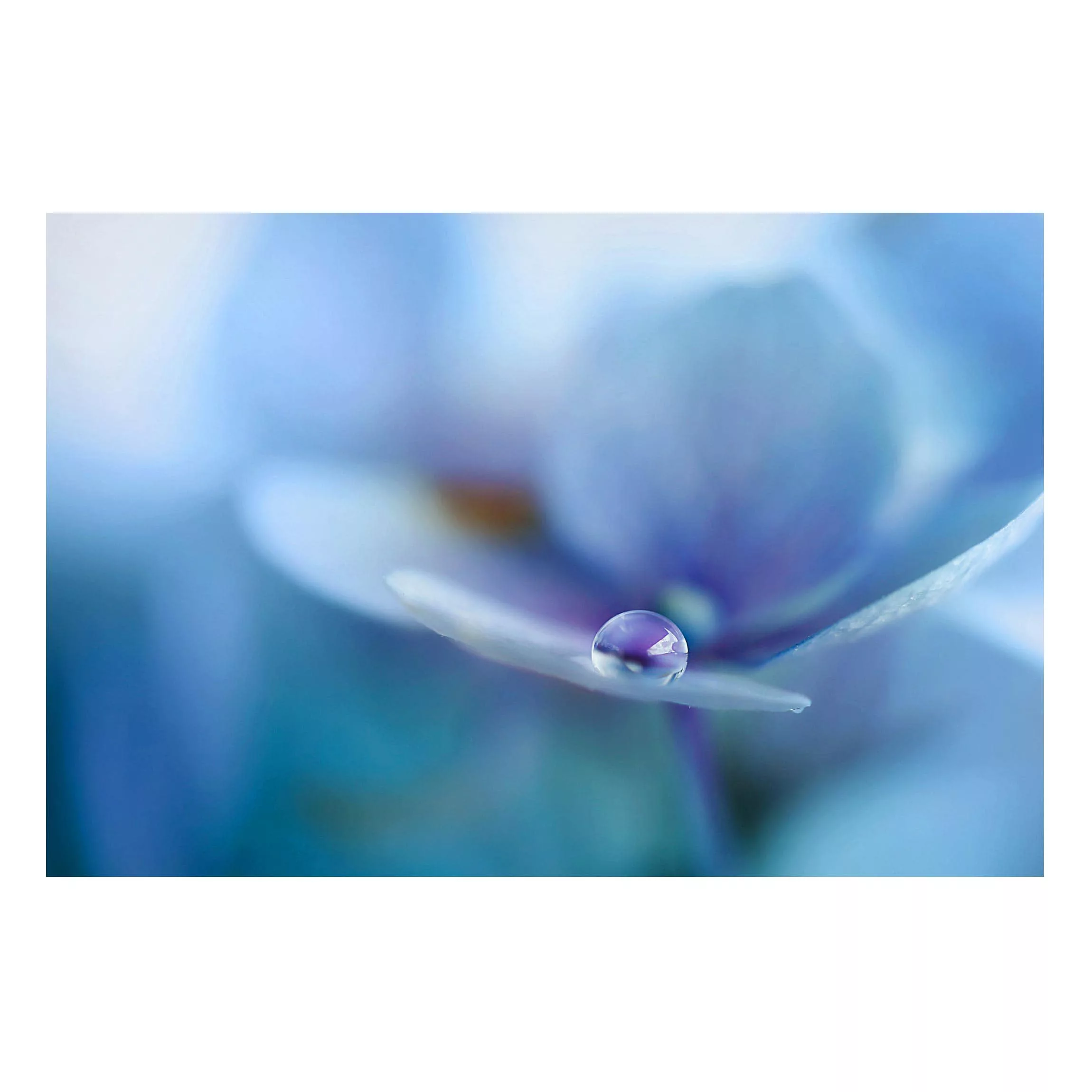 Magnettafel Blumen - Querformat 3:2 Wassertropfen Hortensienblüte günstig online kaufen