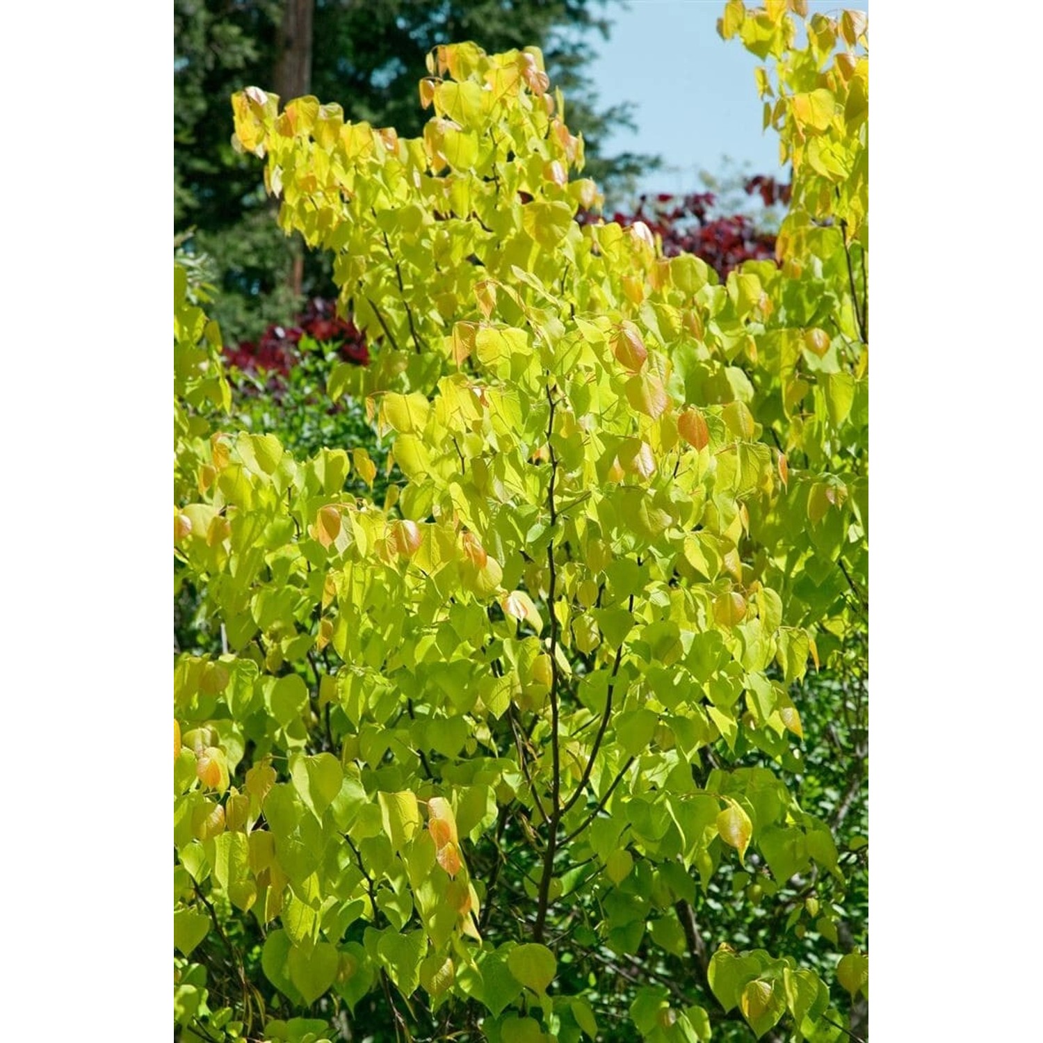 Cercis Canadensis Rising Sun Judasbaum Gelb-Orange 125–150 cm günstig online kaufen
