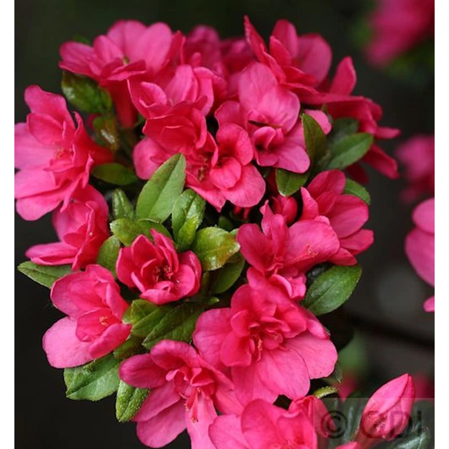 Japanische Azalee Änne 20-25cm - Rhododendron obtusum günstig online kaufen