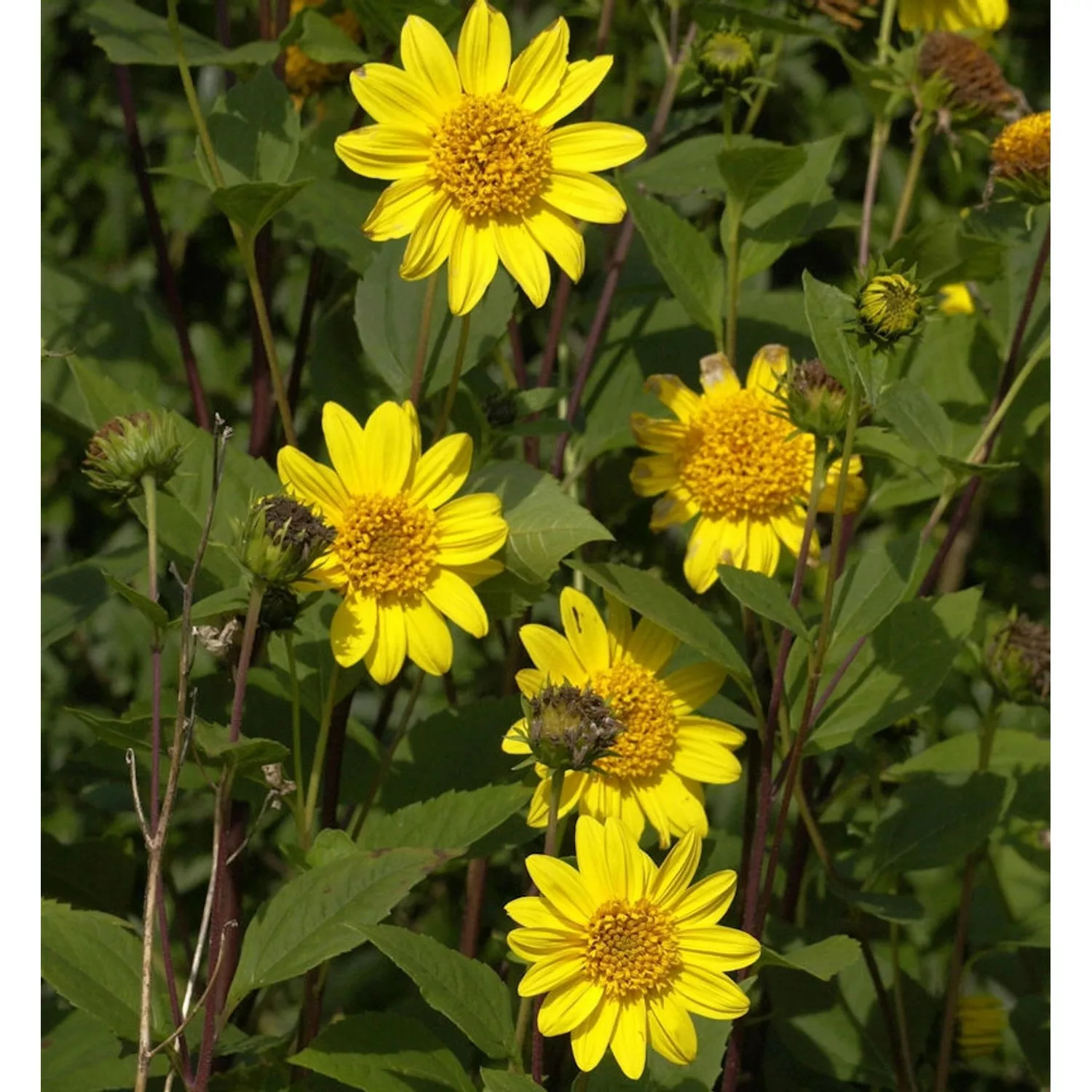 Sonnenblume Meteor - Helianthus decapetalus günstig online kaufen