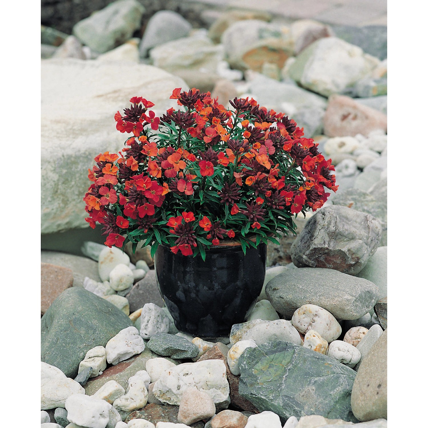 Goldlack Constant Cheer Rotorange Topf-Ø ca. 9 cm x 9 cm Erysimum günstig online kaufen