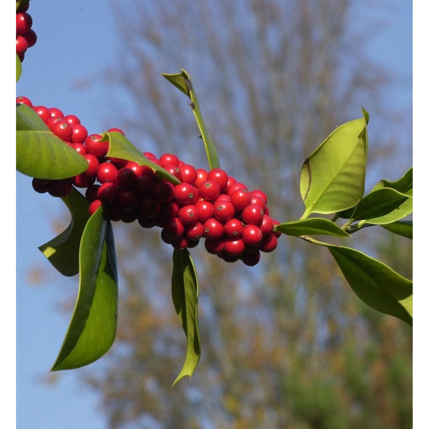 Fruchtende Stechpalme Ilex 60-80cm - ilex aquifolium günstig online kaufen