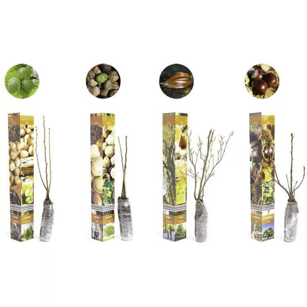 OH2 | Set mit 4 Nusspflanzen Avellana günstig online kaufen